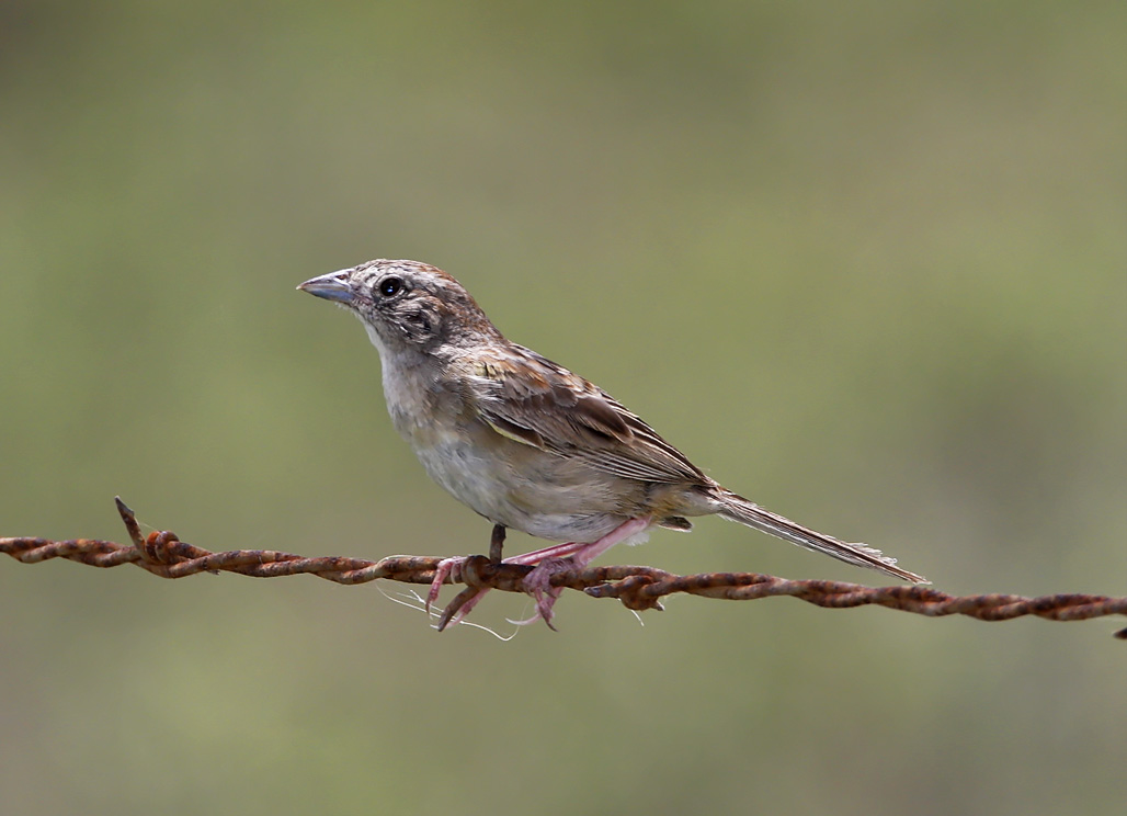 Botteris Sparrow_5223.jpg