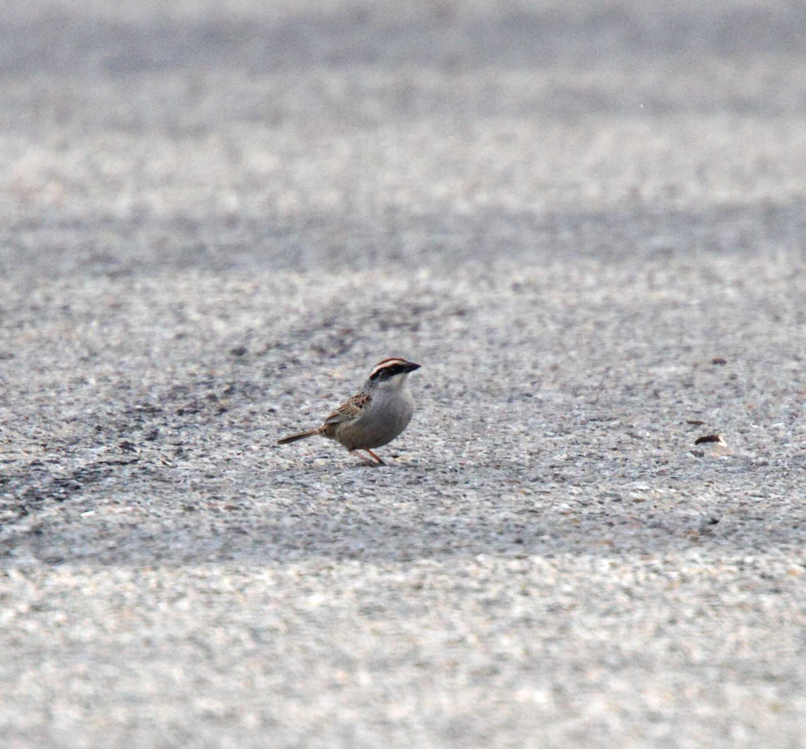 Striped Sparrow_4721.jpg