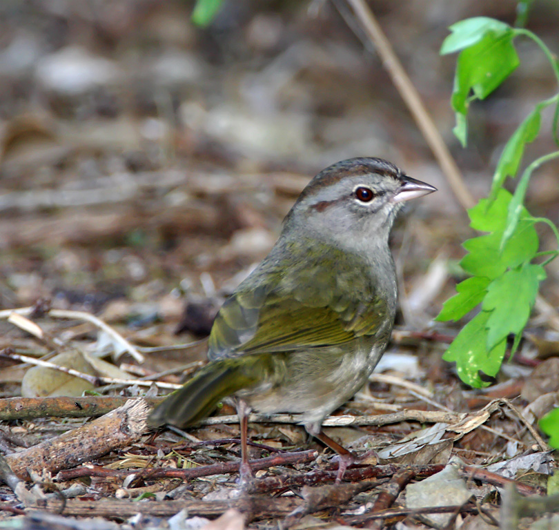 Olive Sparrow_6832.jpg