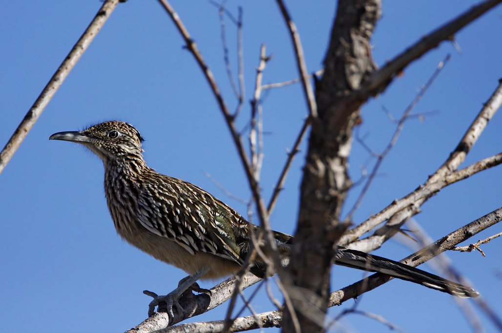 Greater Roadrunner_9569.jpg
