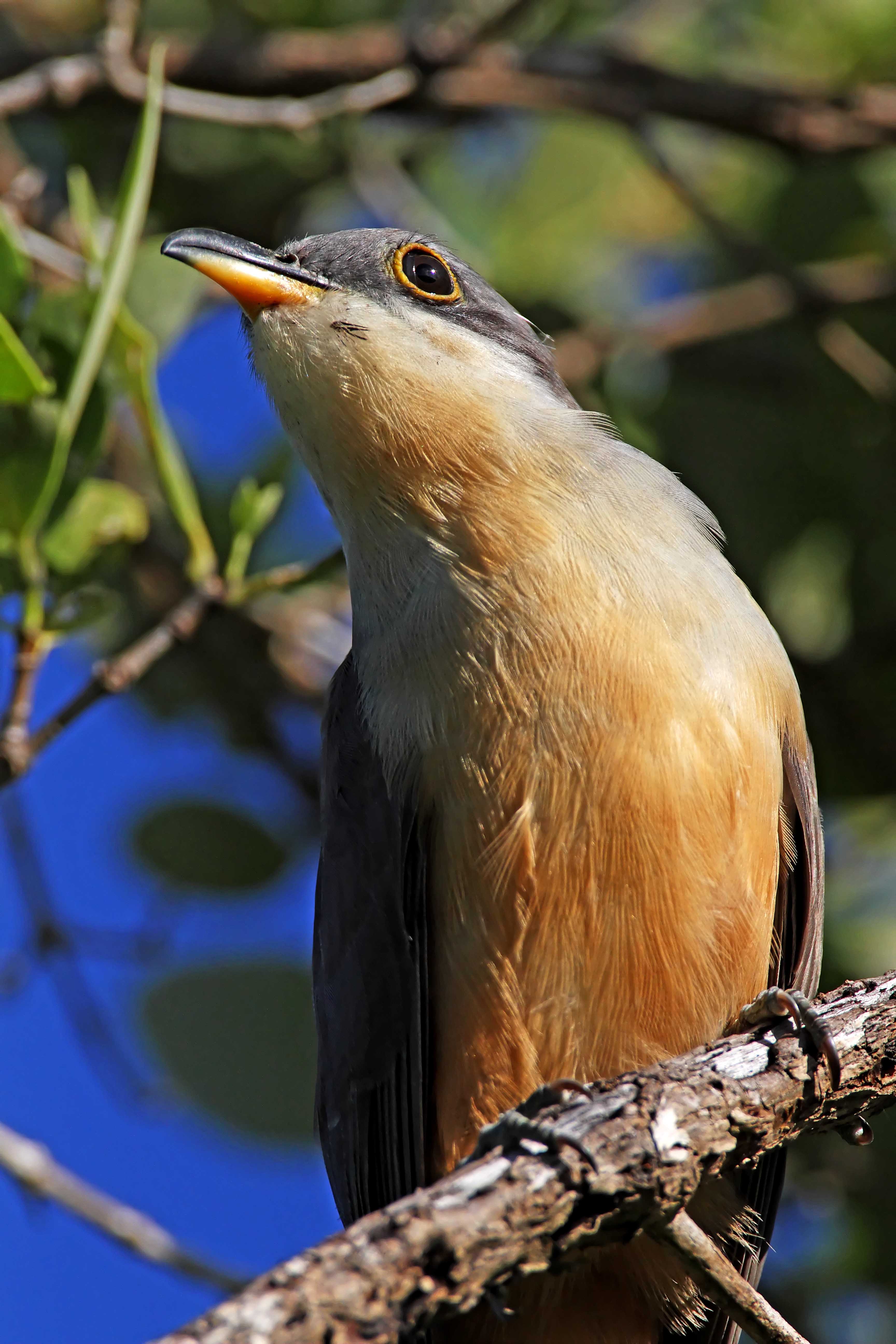 Mangrove Cuckoo_2172.jpg