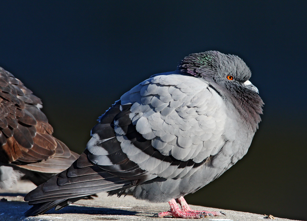 Rock Dove_4473.jpg
