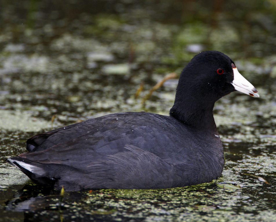 American Coot_6083.jpg