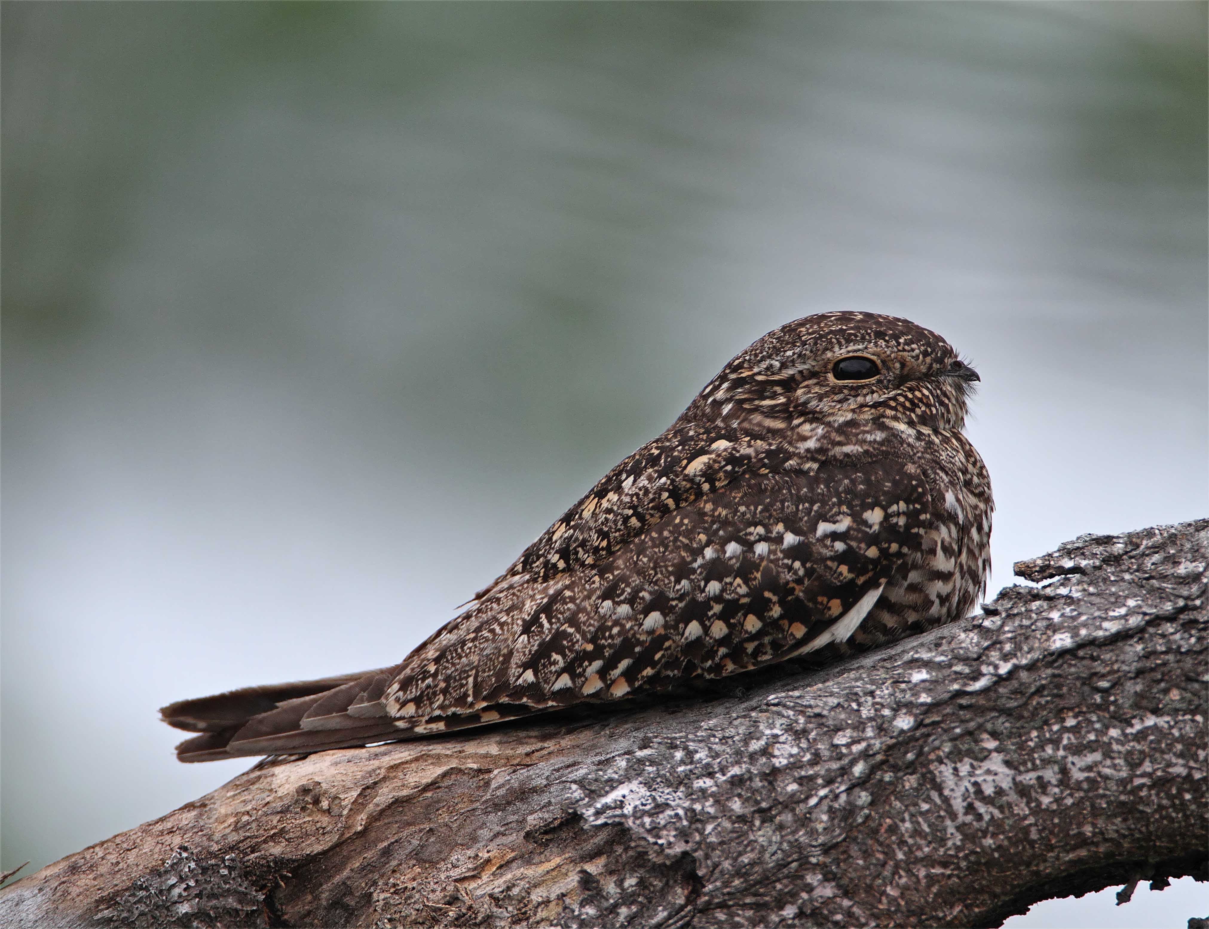 Lesser Nighthawk_8546.jpg