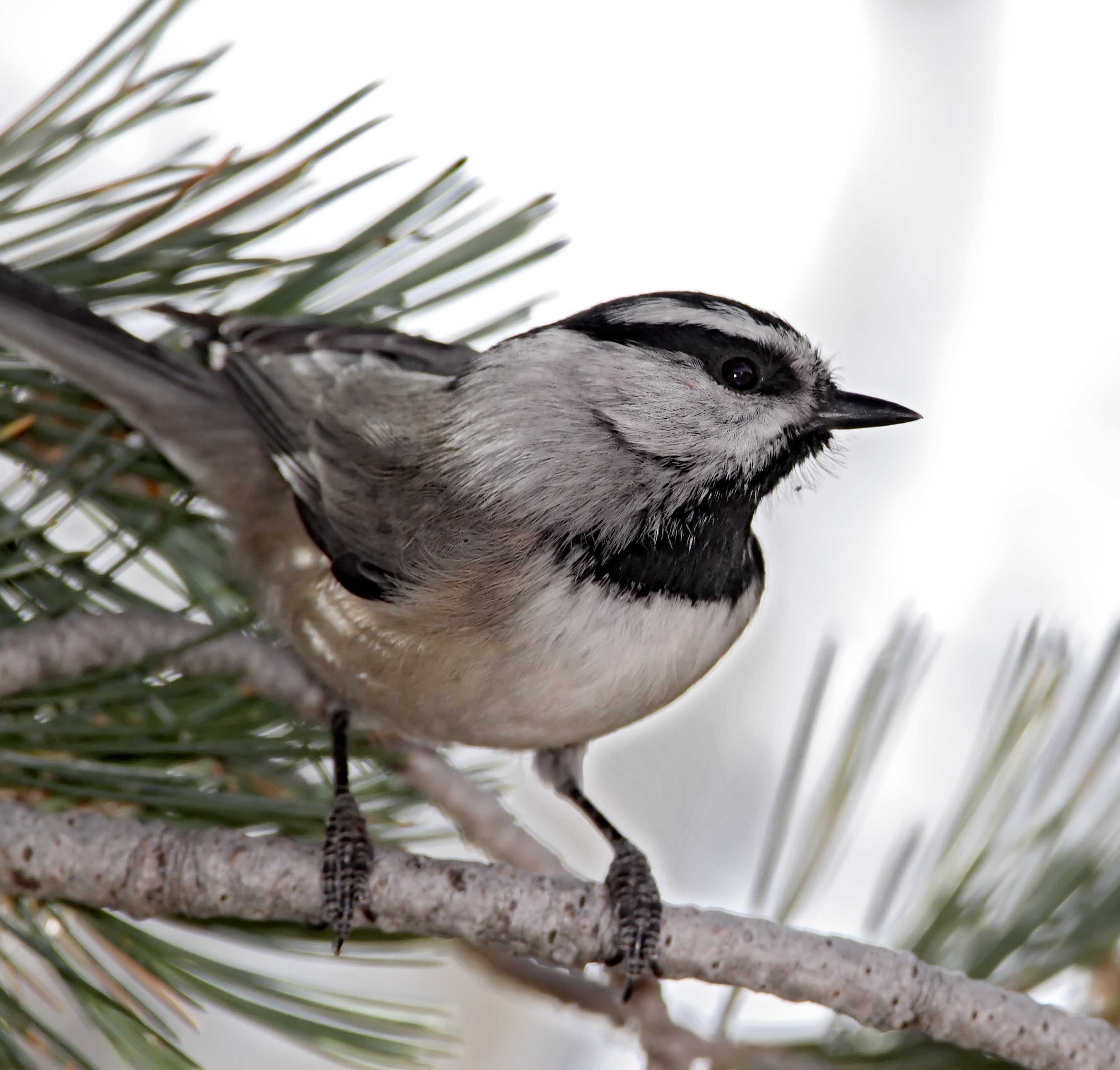 Mountain Chickadee_2950.jpg