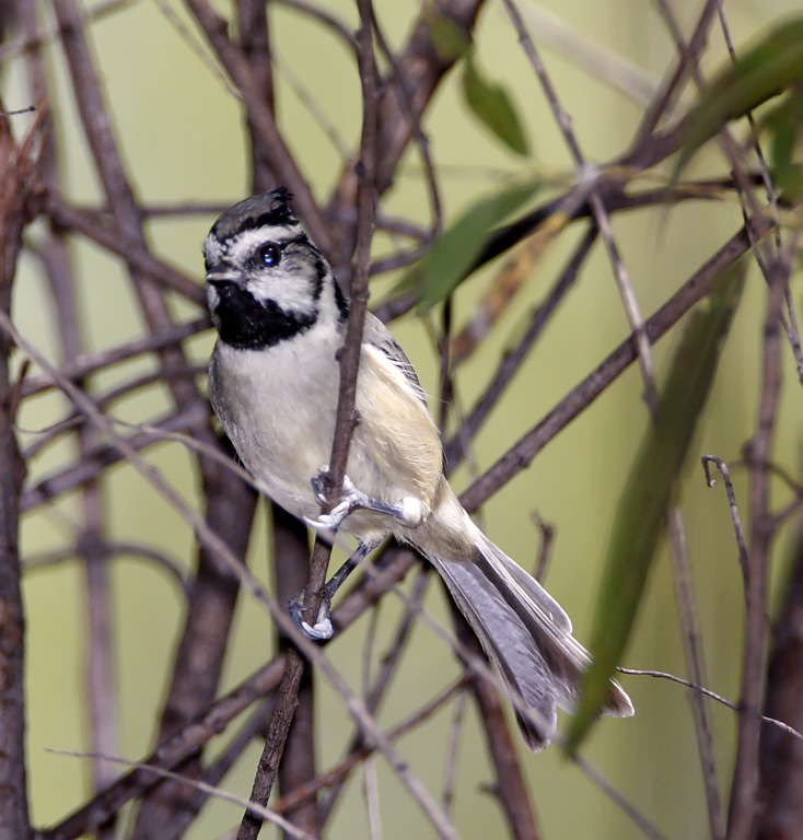 Bridled Titmouse_8933.jpg