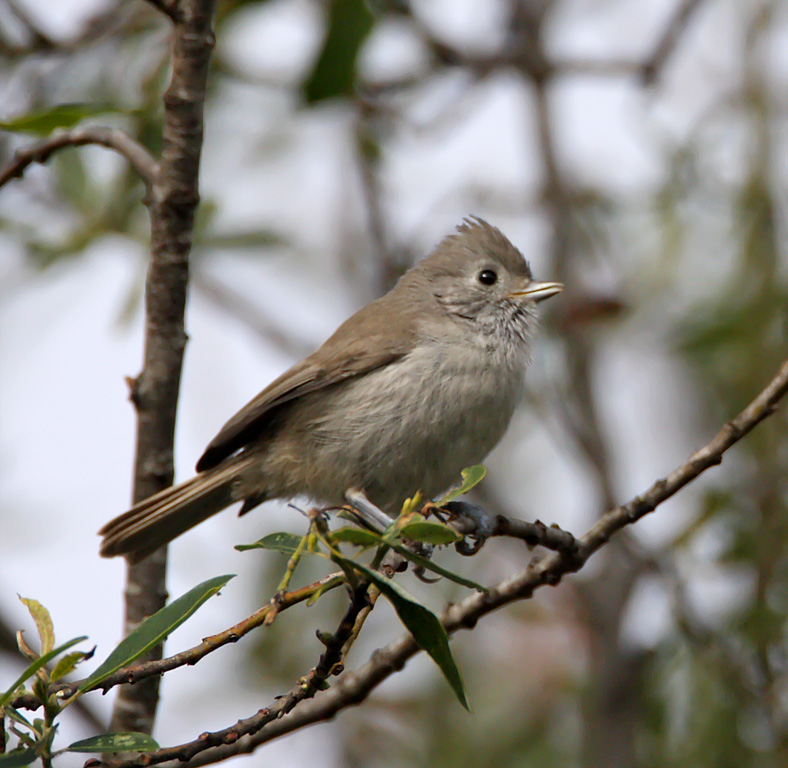 Oak Titmouse_0297.jpg