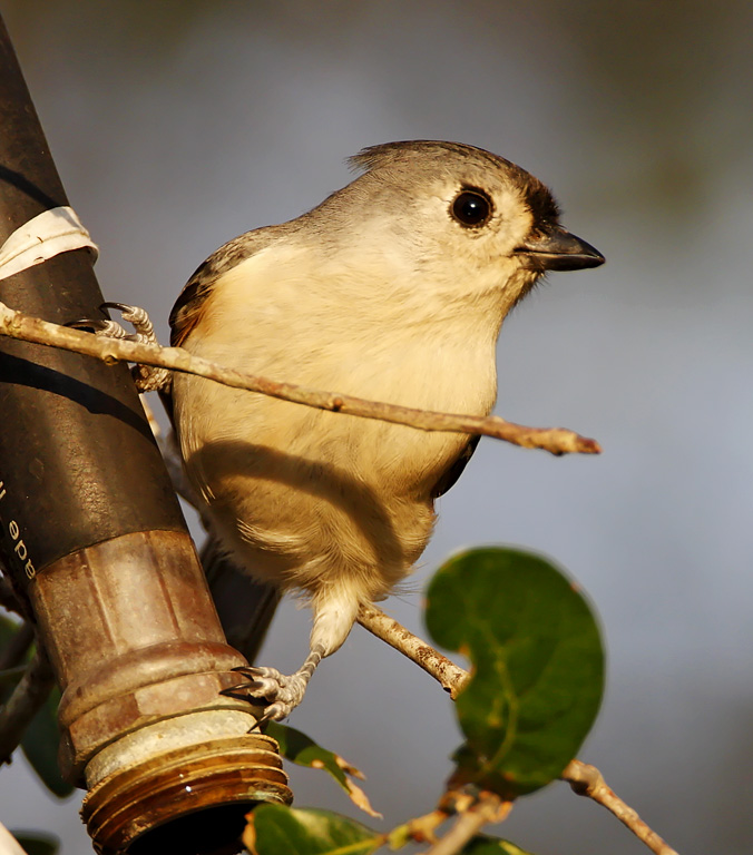 Tufted Titmouse_7821.jpg