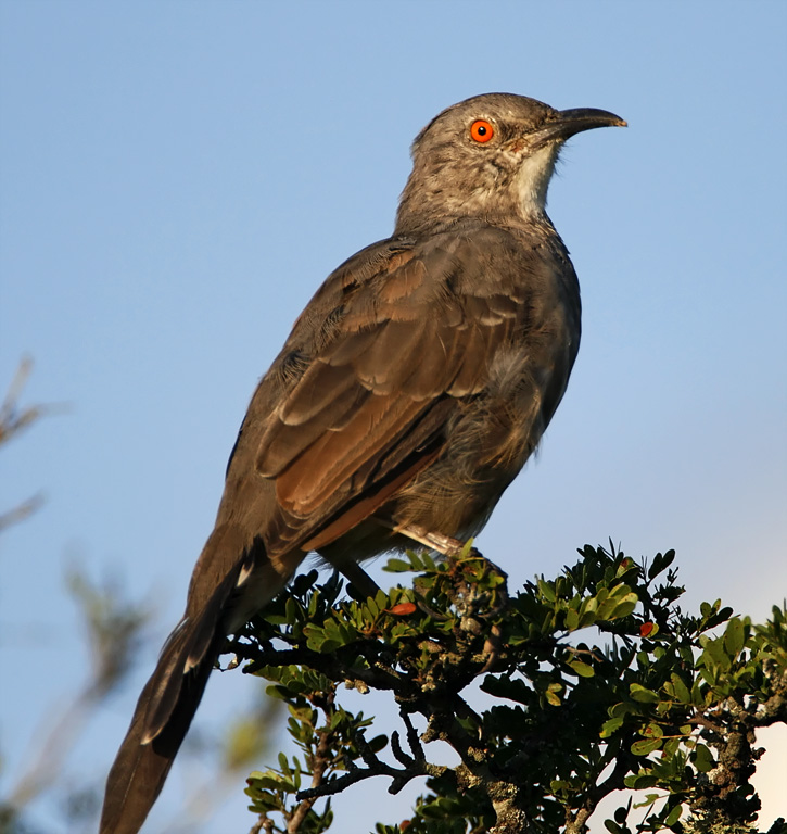 Curve-billed Thrasher_5915.jpg