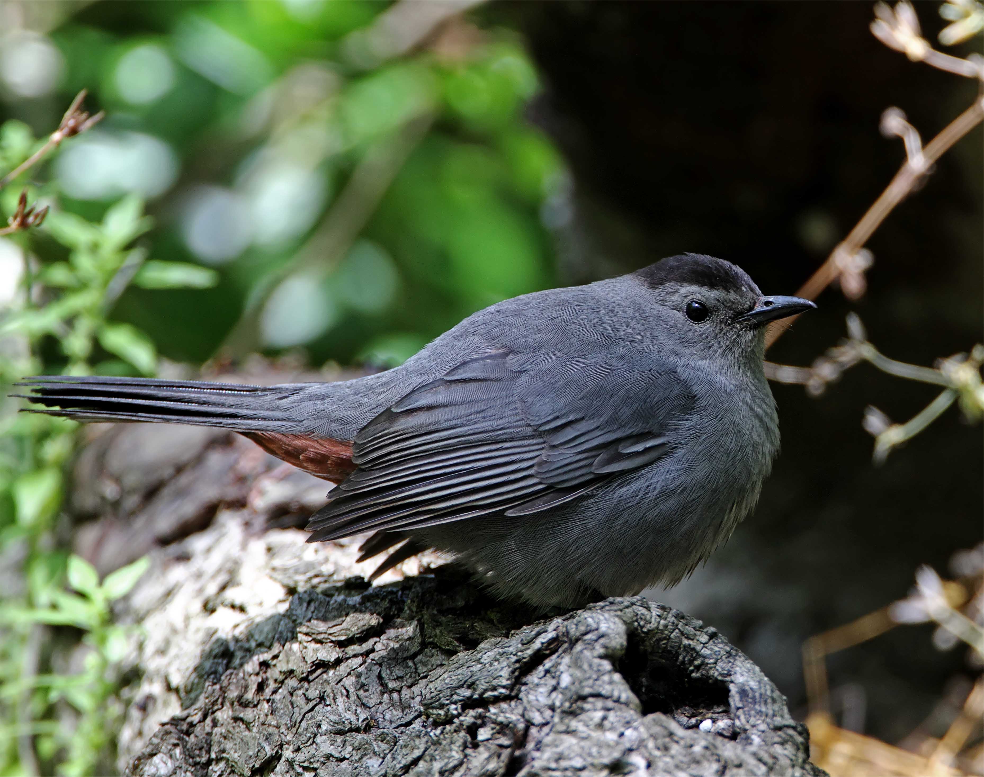Gray Catbird_7986.jpg