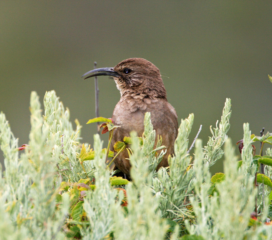 California Thrasher_0610.jpg