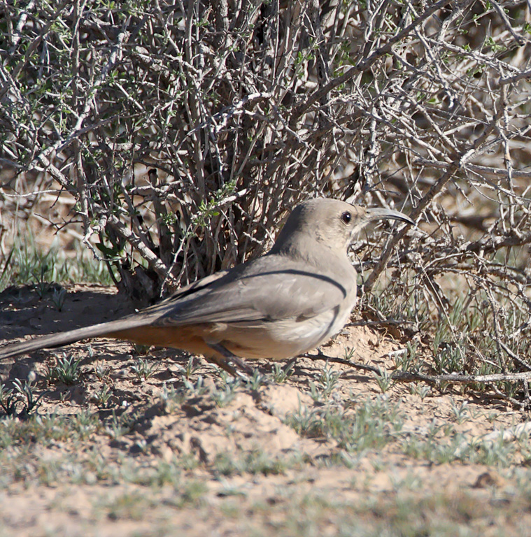  LeContes Thrasher_6266.jpg