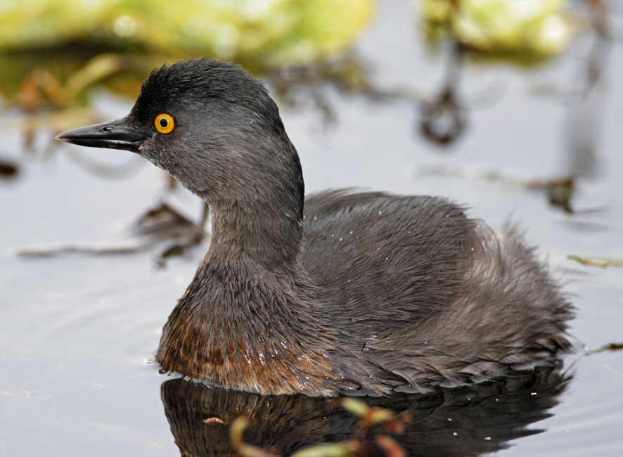 Least Grebe - adult breeding_3657.jpg