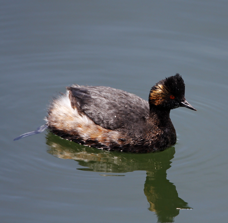 Eared Grebe - breeding_0368.jpg