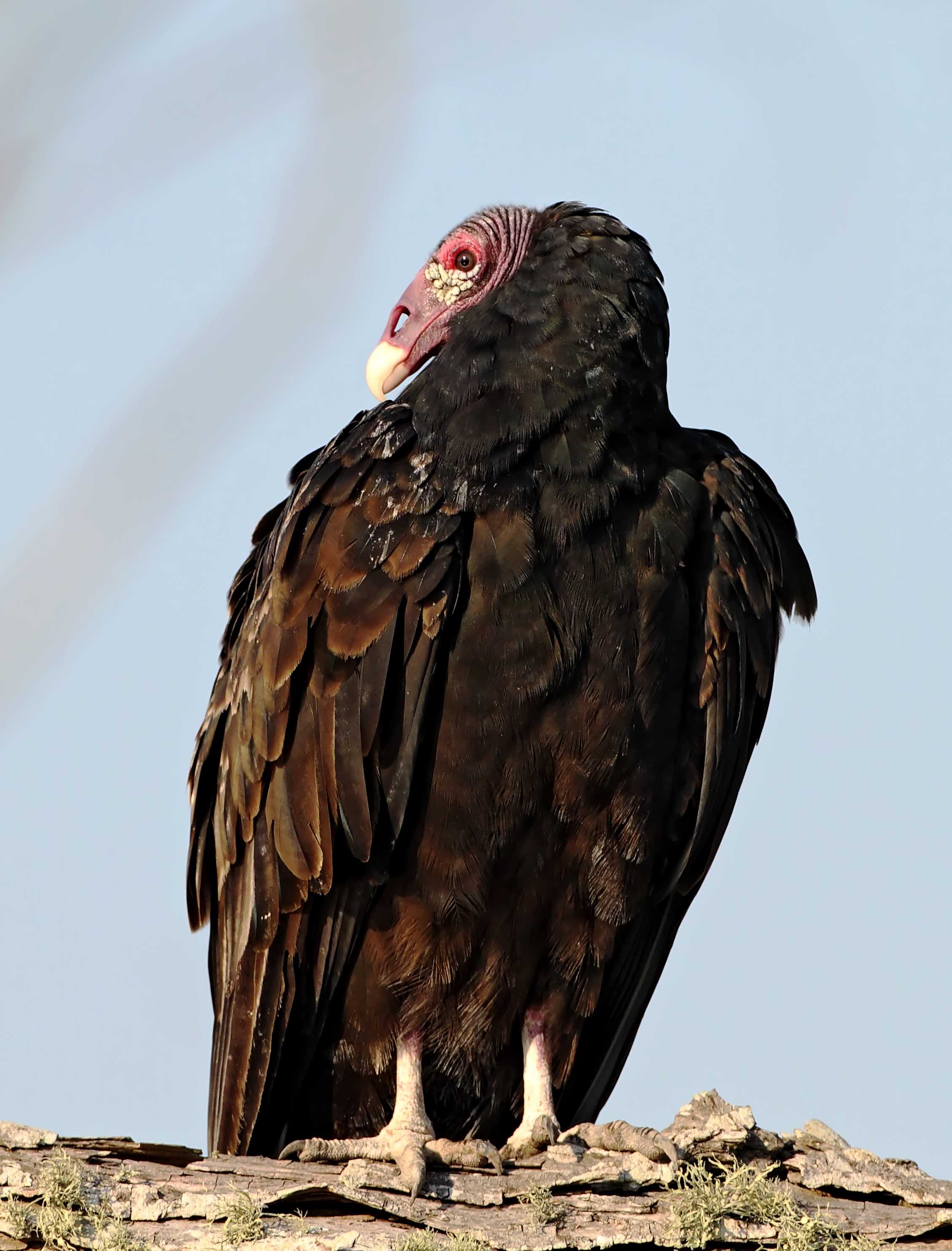 Turkey Vulture - adult_1795.jpg