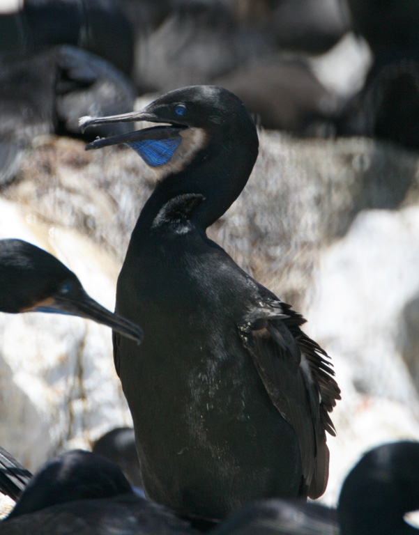 Brandts Cormorant - breeding adult_9750.jpg