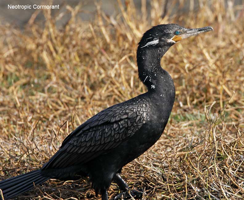 Neotropic Cormorant - breeding_2305.jpg