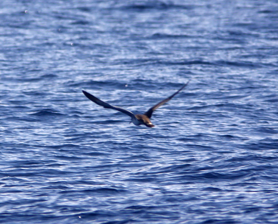 Great Shearwater_4682.jpg