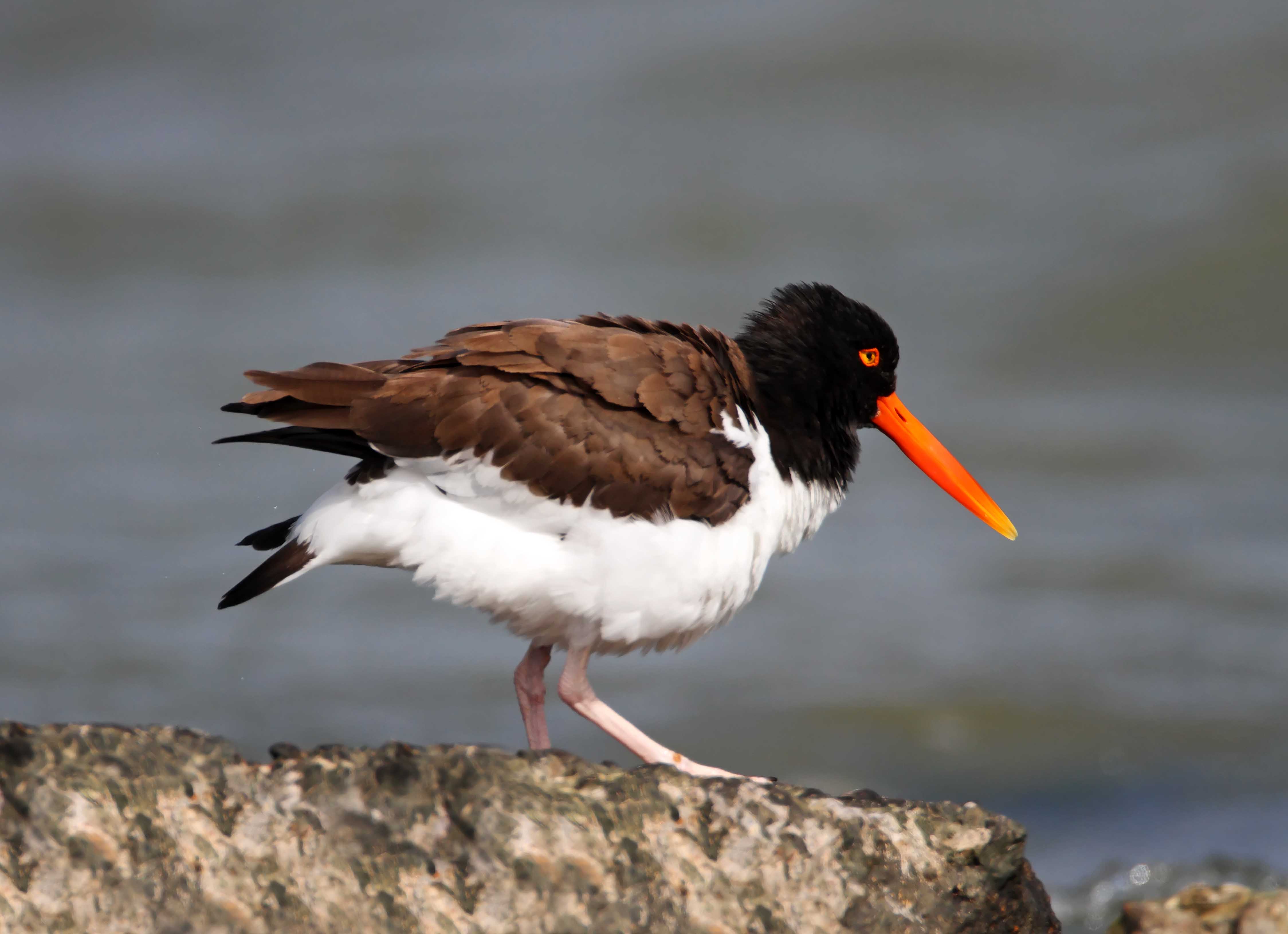 American Oystercatcher - adult_2887.jpg