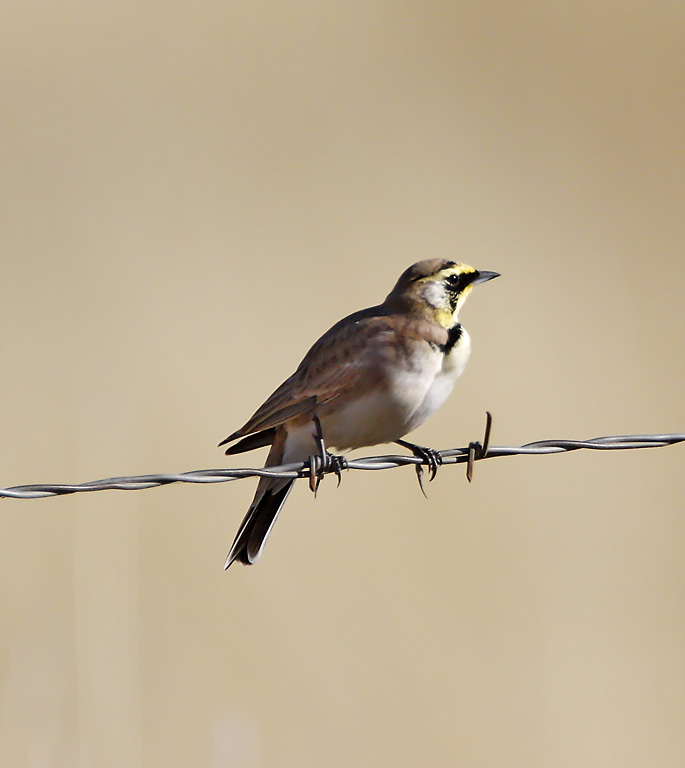 Horned Lark - male_0141.jpg