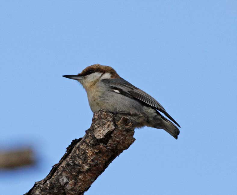Brown-headed Nuthatch_4633.jpg