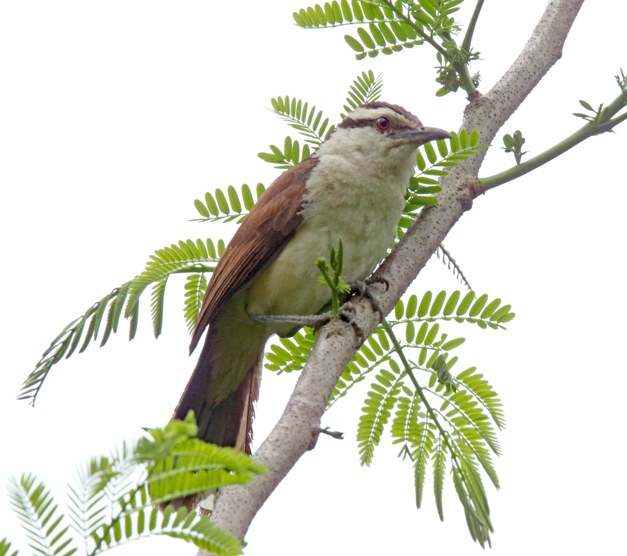 Giant Wren_7725.jpg
