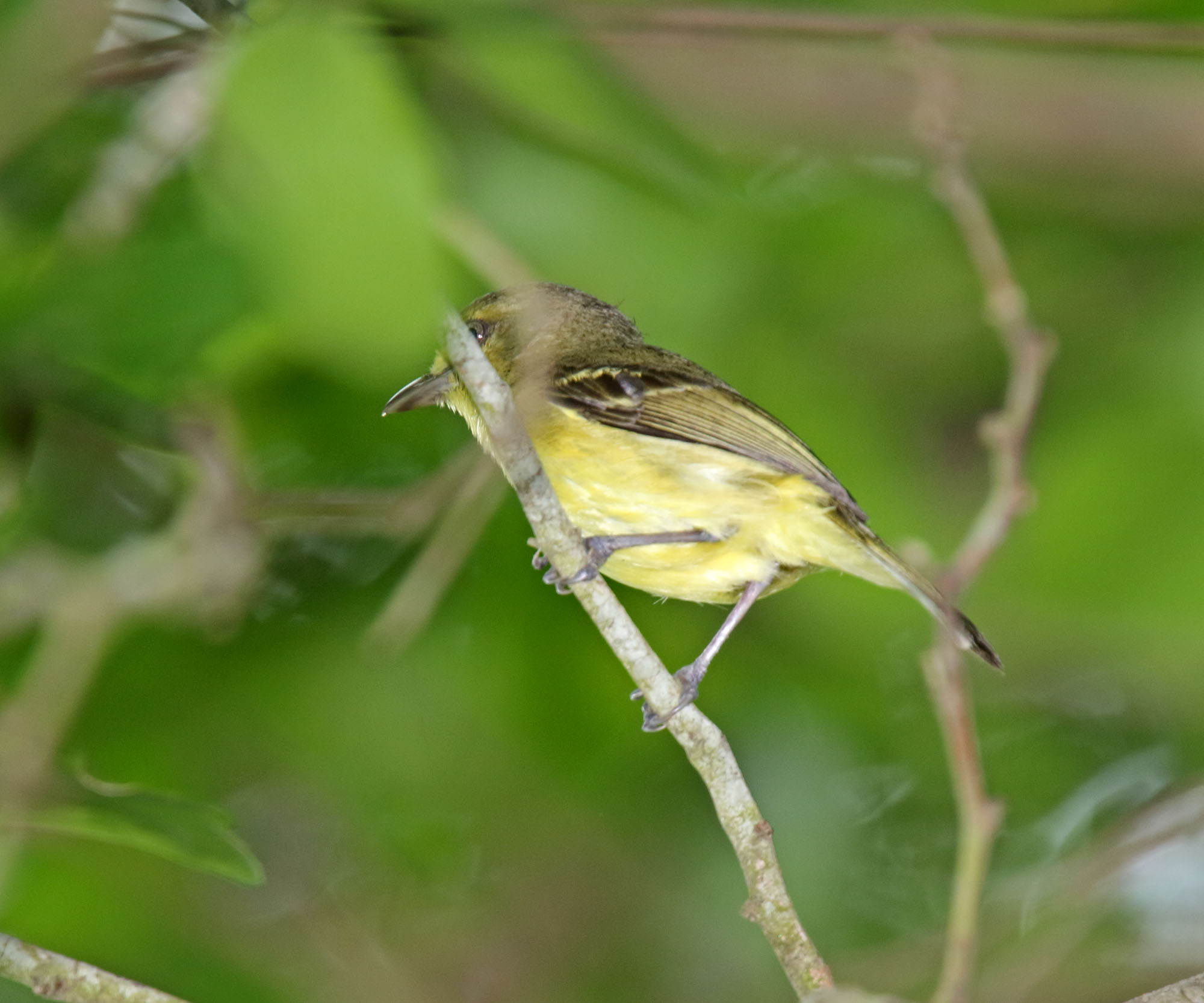 Mangrove Vireo_7619.jpg