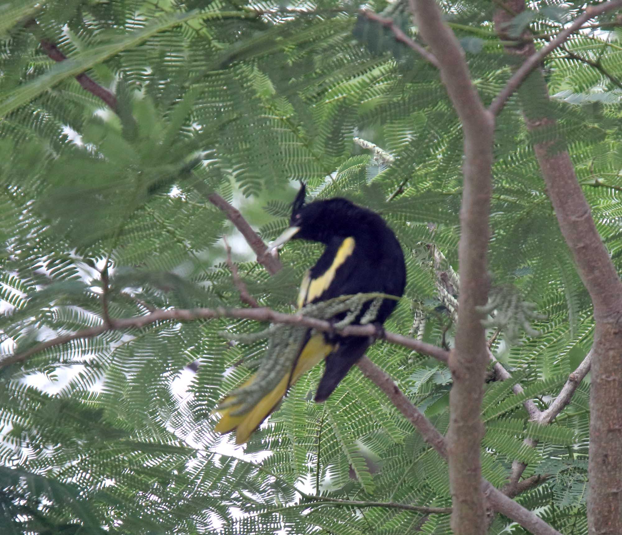 Mexican Cacique - male_7798.jpg