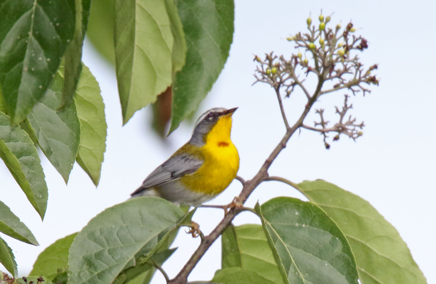 Crescent-chested Warbler_7887.jpg