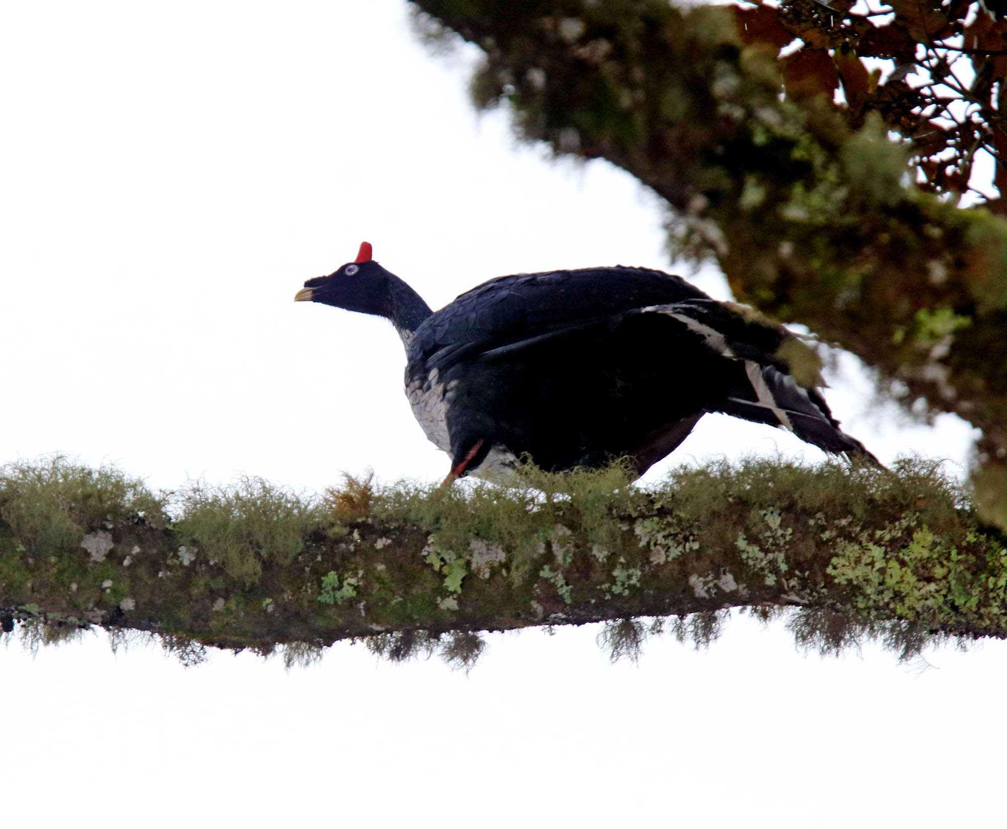 Horned Guan_8253.jpg