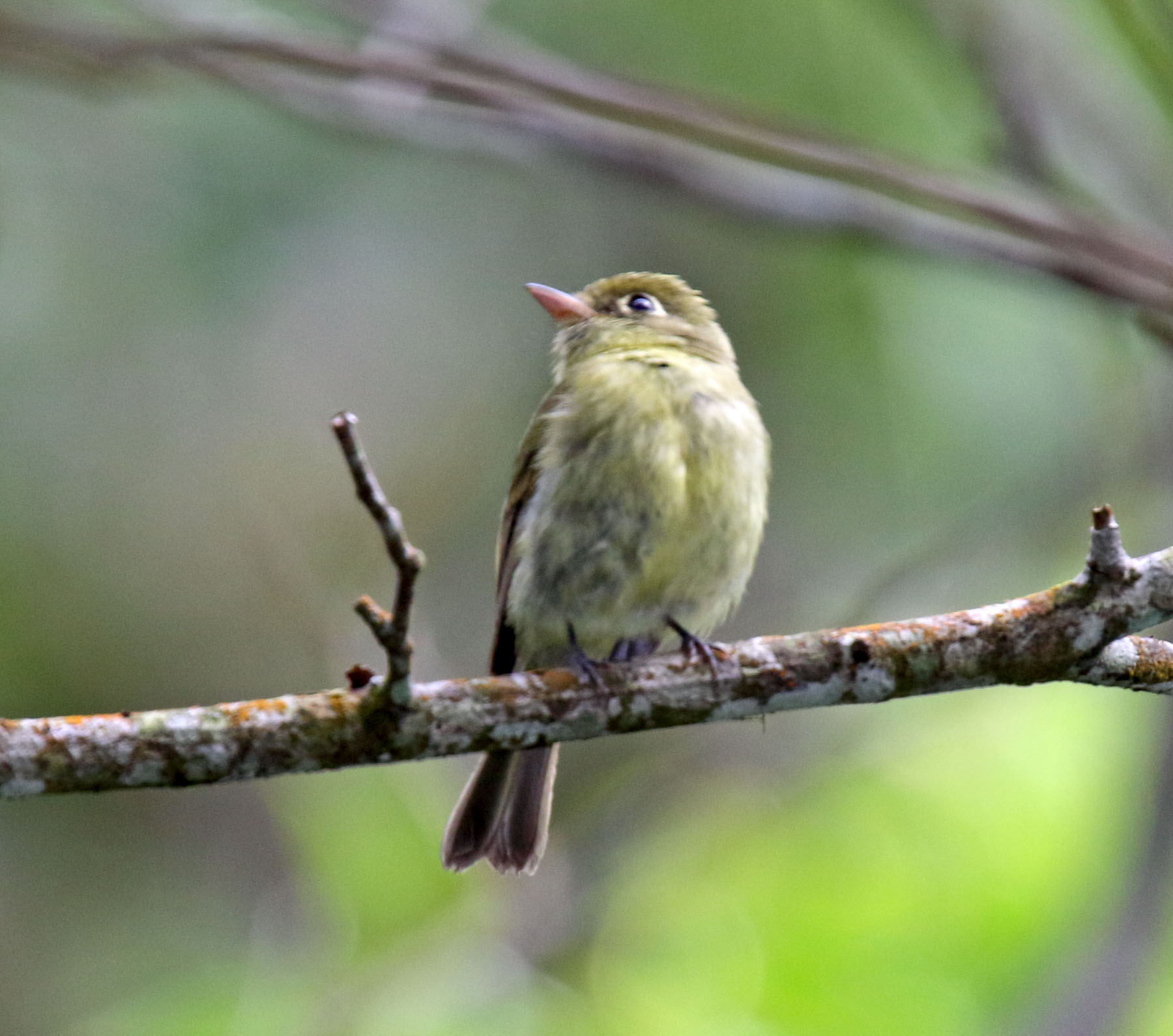 Yellowish Flycatcher_8071.jpg