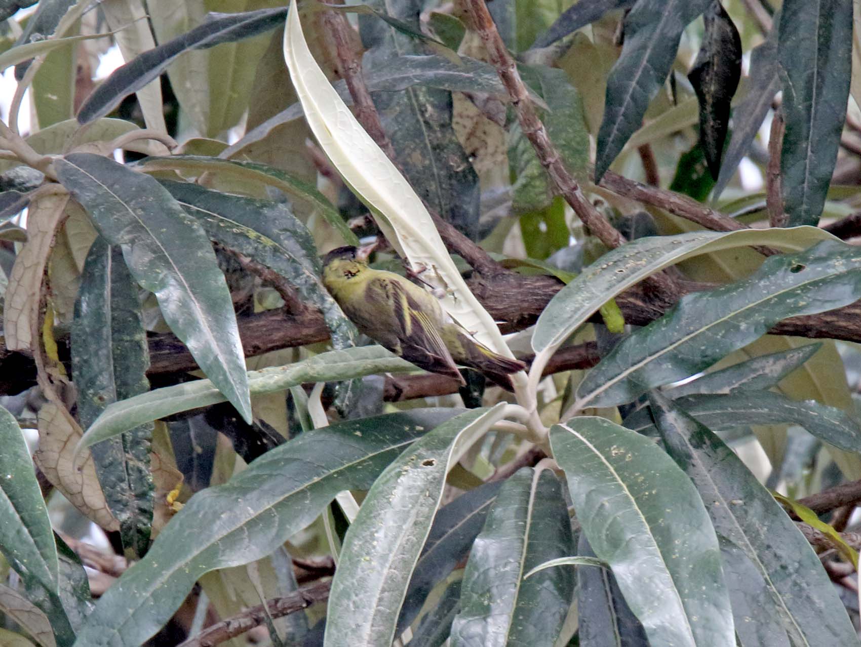 Black-capped Sisken - male_8662.jpg