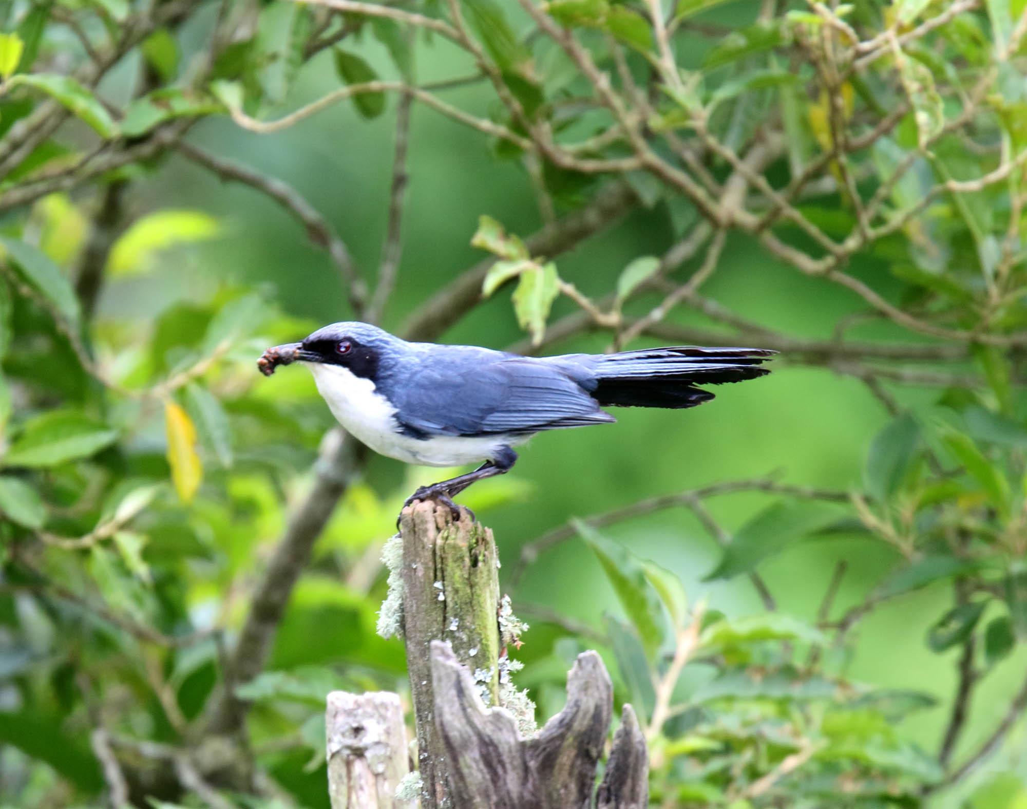 Blue-and-white Mockingbird_8502.jpg