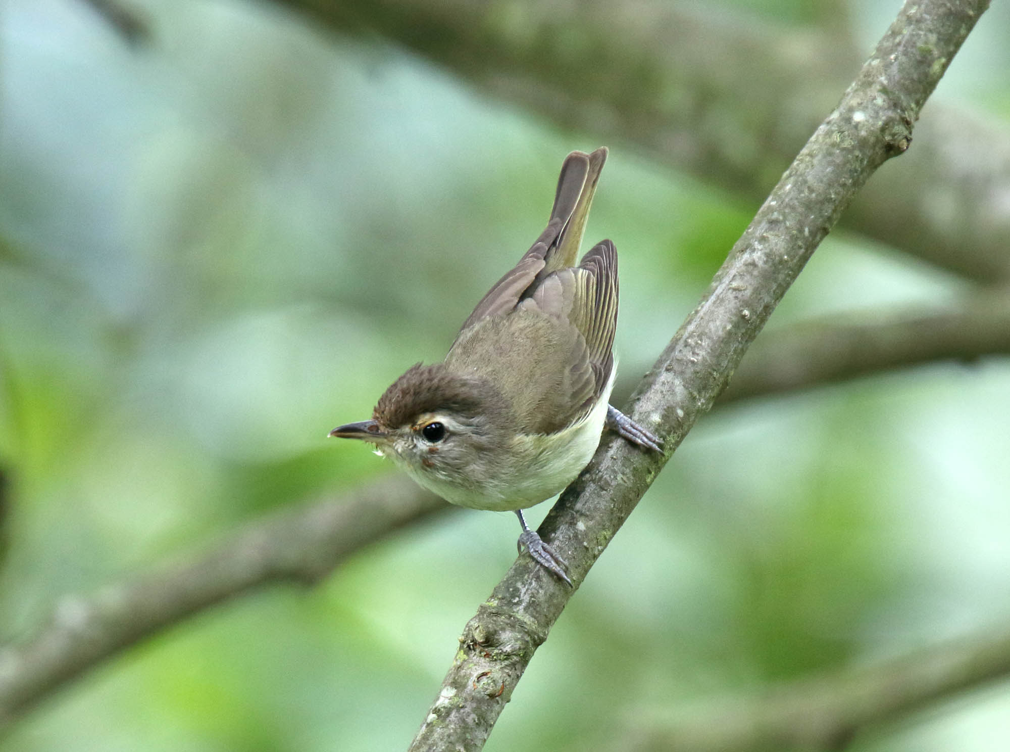 Brown-capped Vireo_8650.jpg