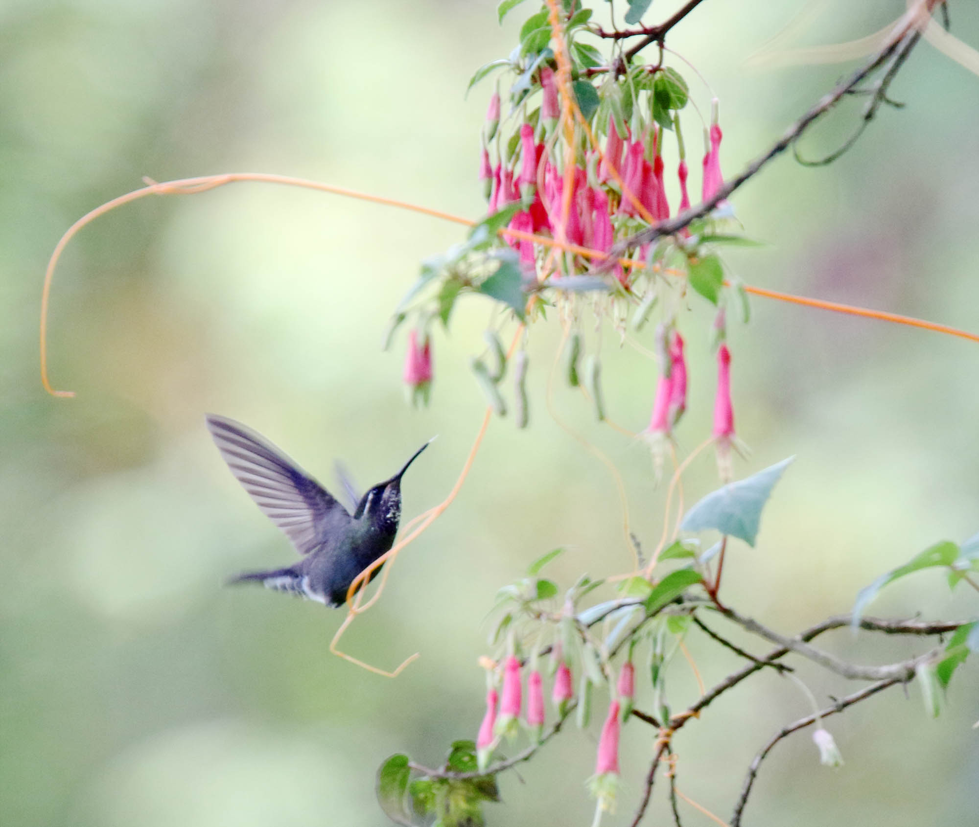 Amethyst-throated Mountaingem - juvenile male_9108.jpg