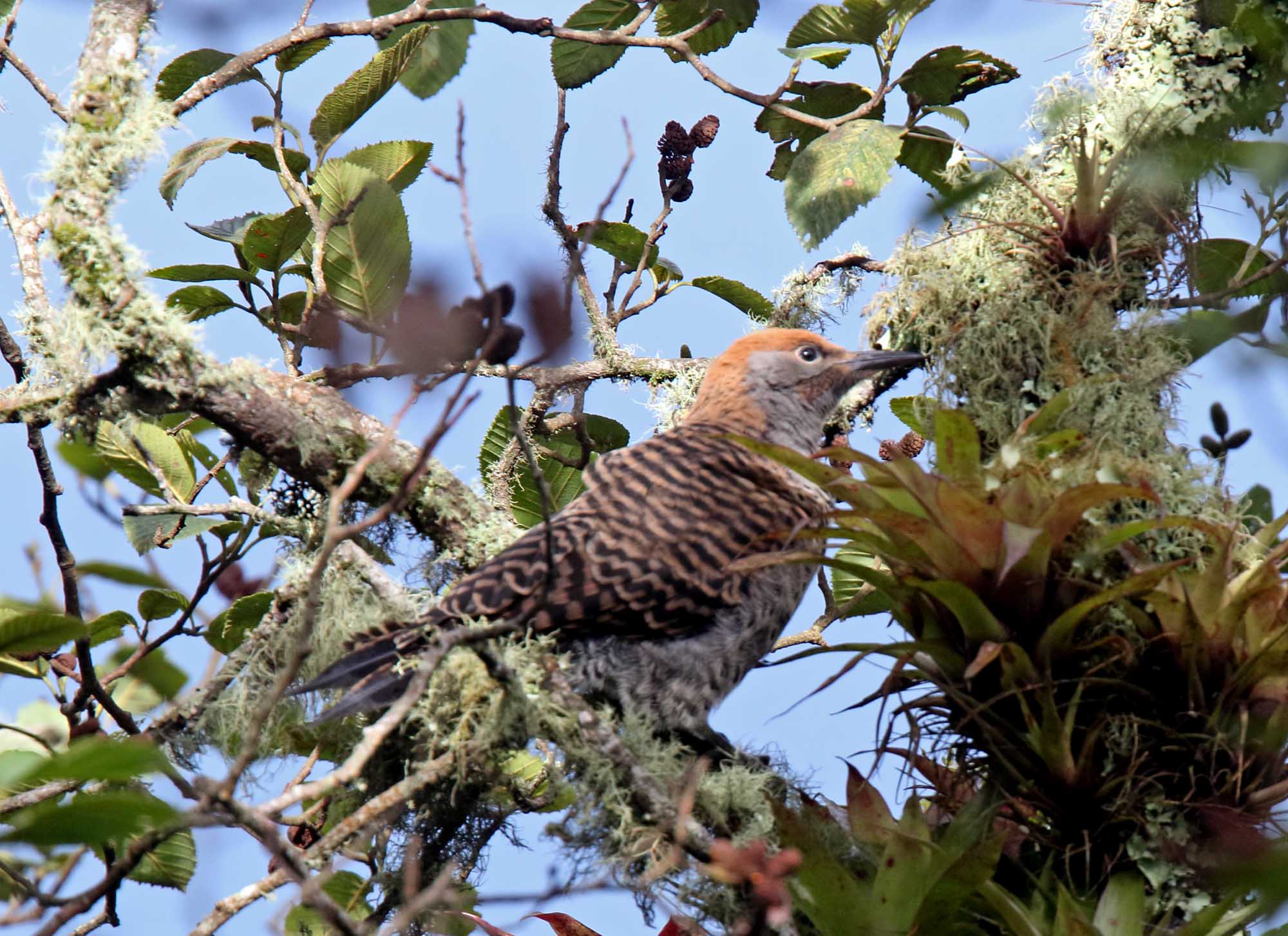 Guatemalan Flicker - female_8985.jpg
