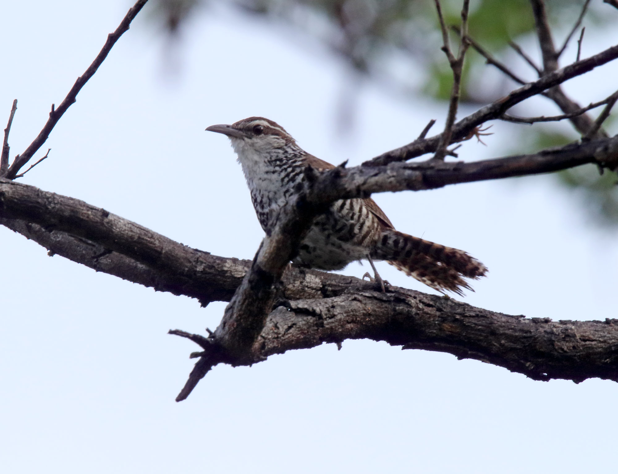 Banded Wren_9357.jpg