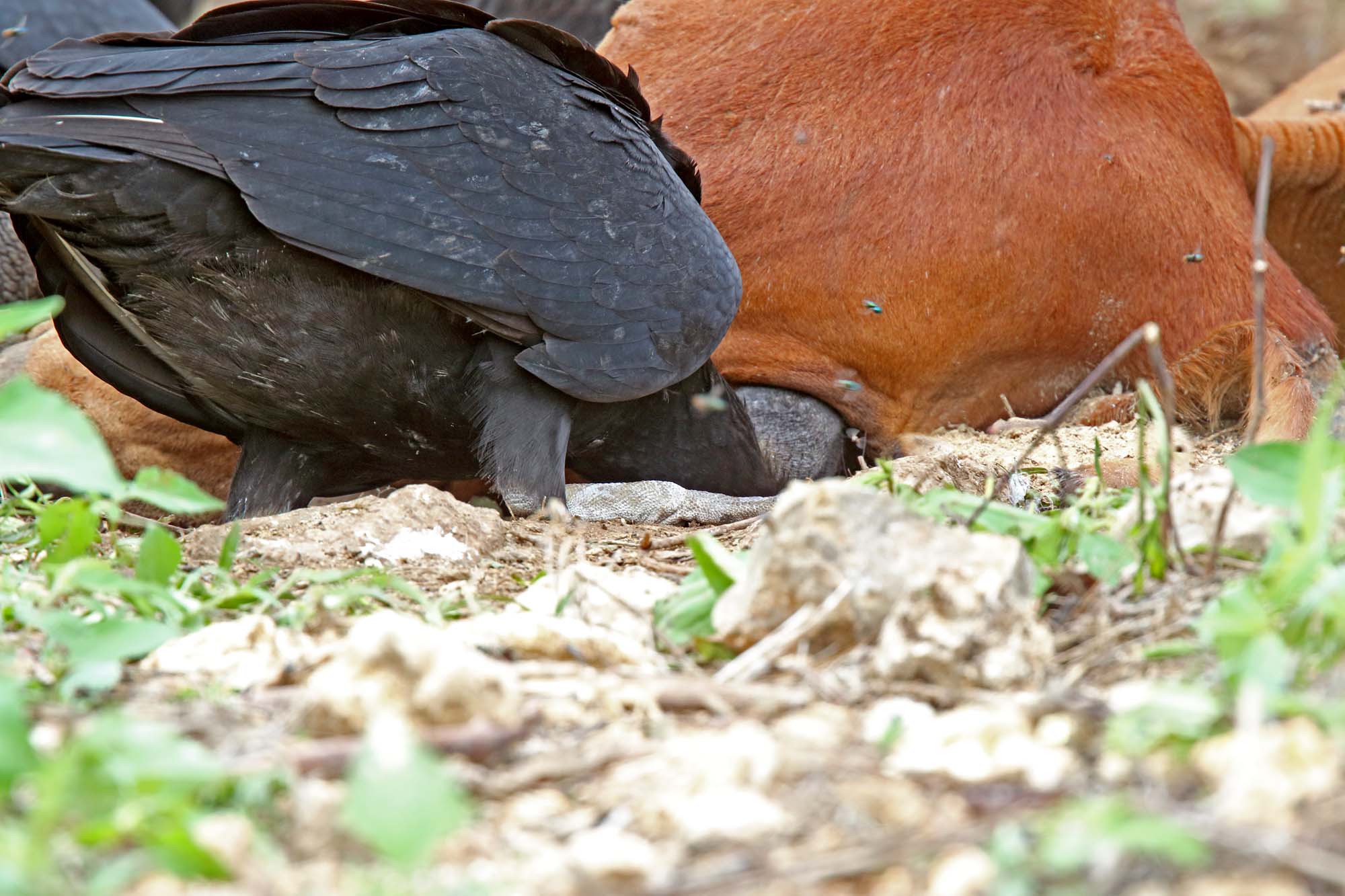 Black Vulture eating cow eye_9860.jpg