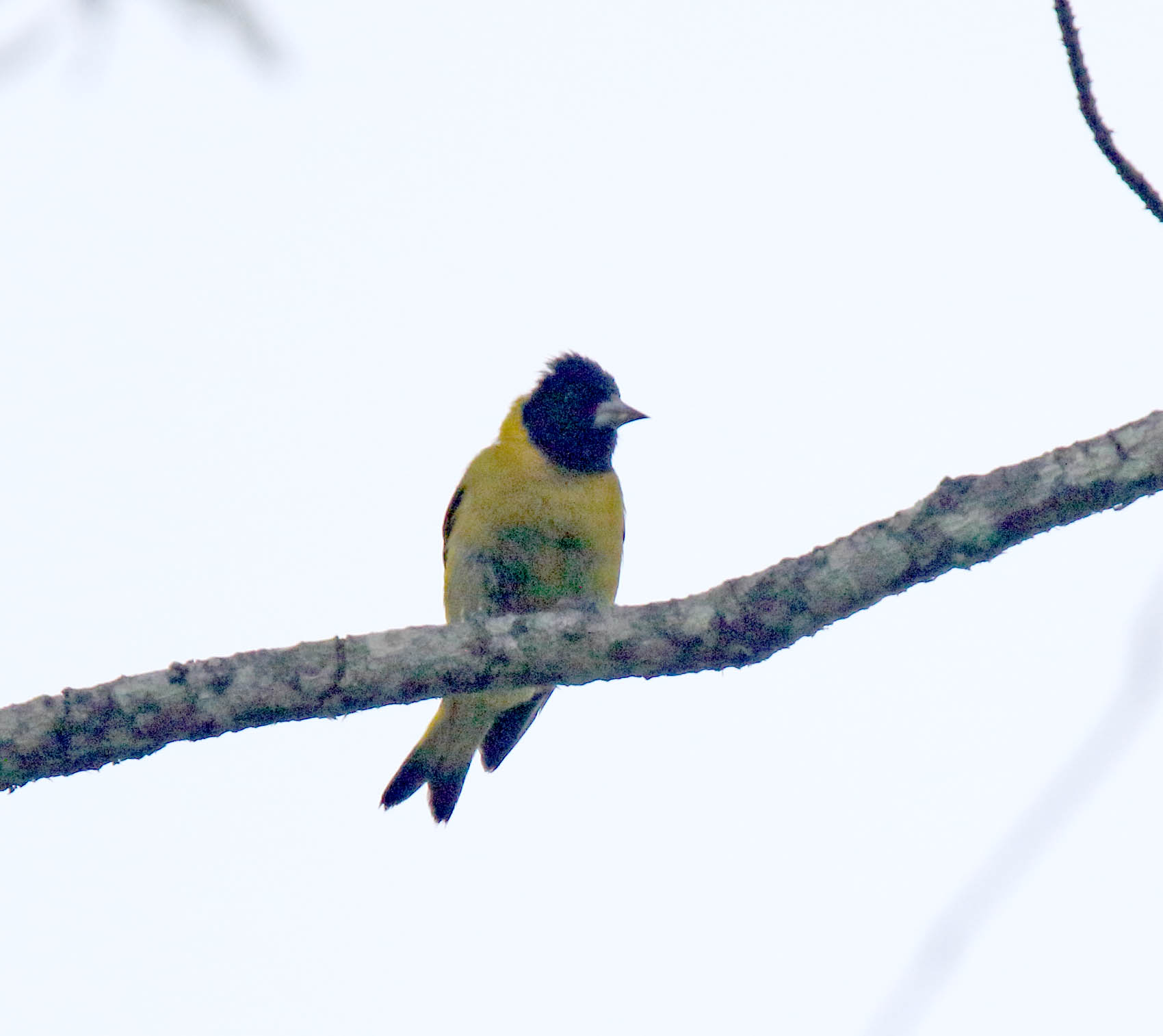 Black-headed Sisken - male_9925.jpg