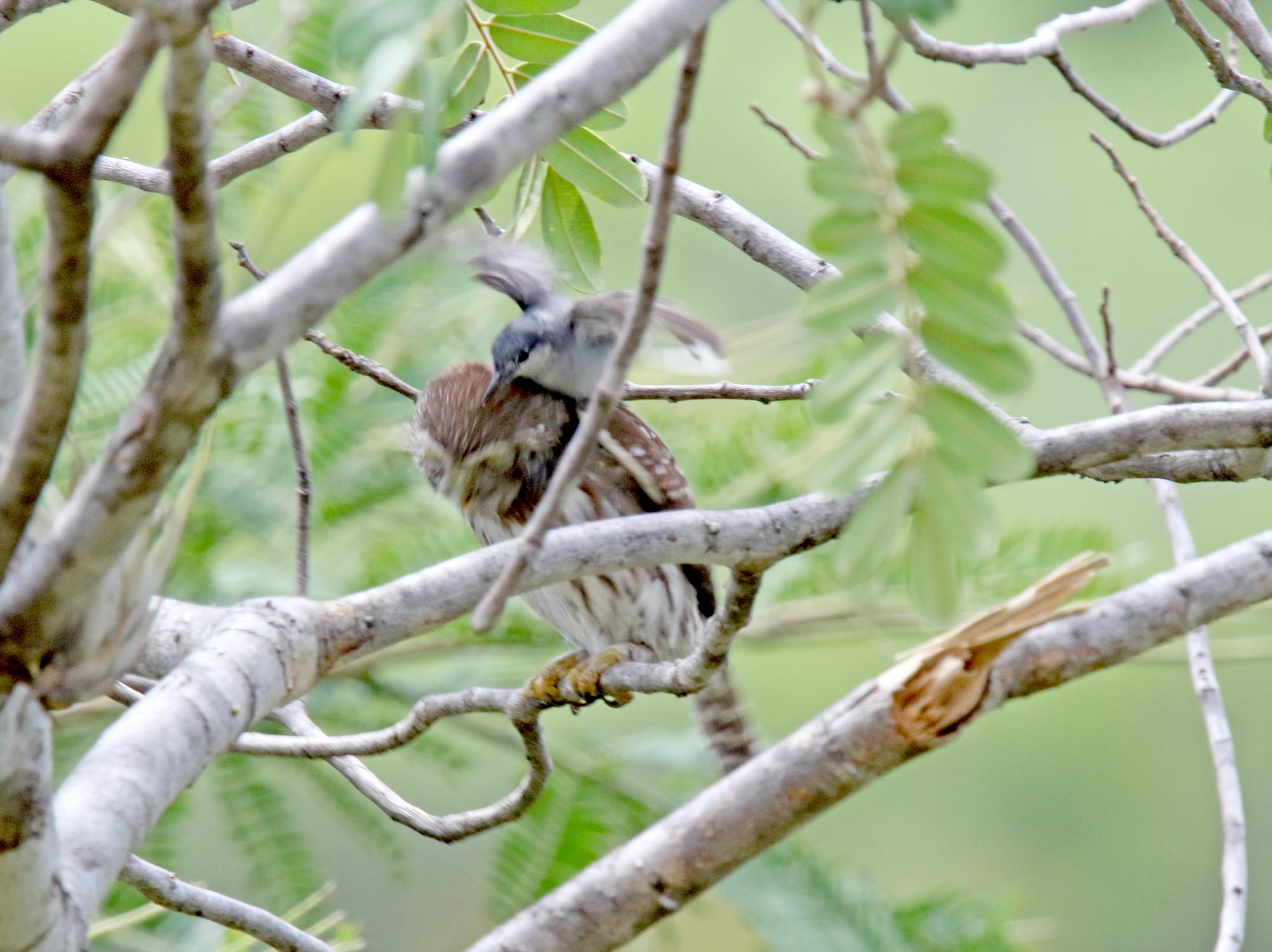 Ferruginous Pygmy-Owl and gnatcatcher_9719.jpg