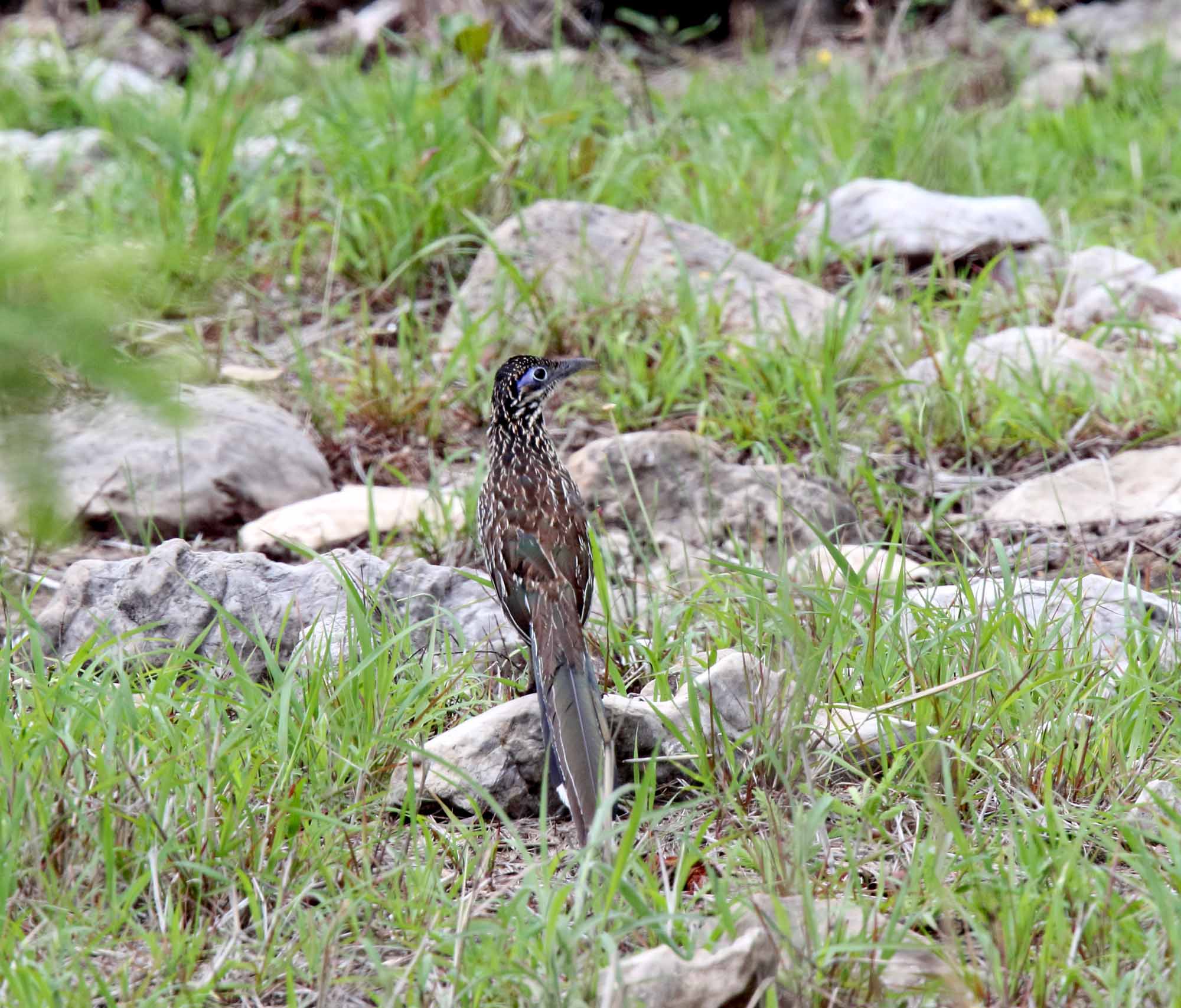 Lesser Roadrunner_9819.jpg