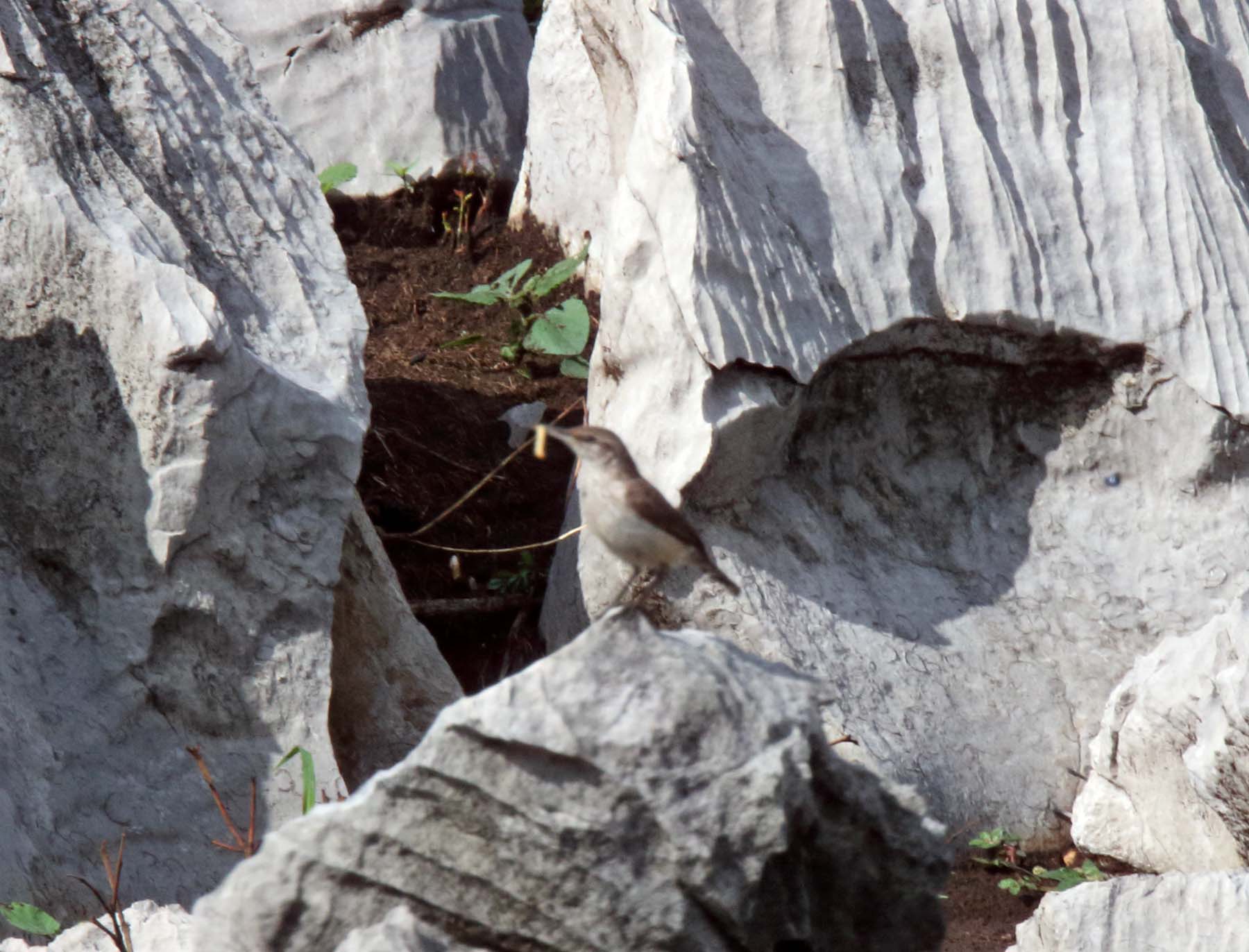 Rock Wren_9446.jpg