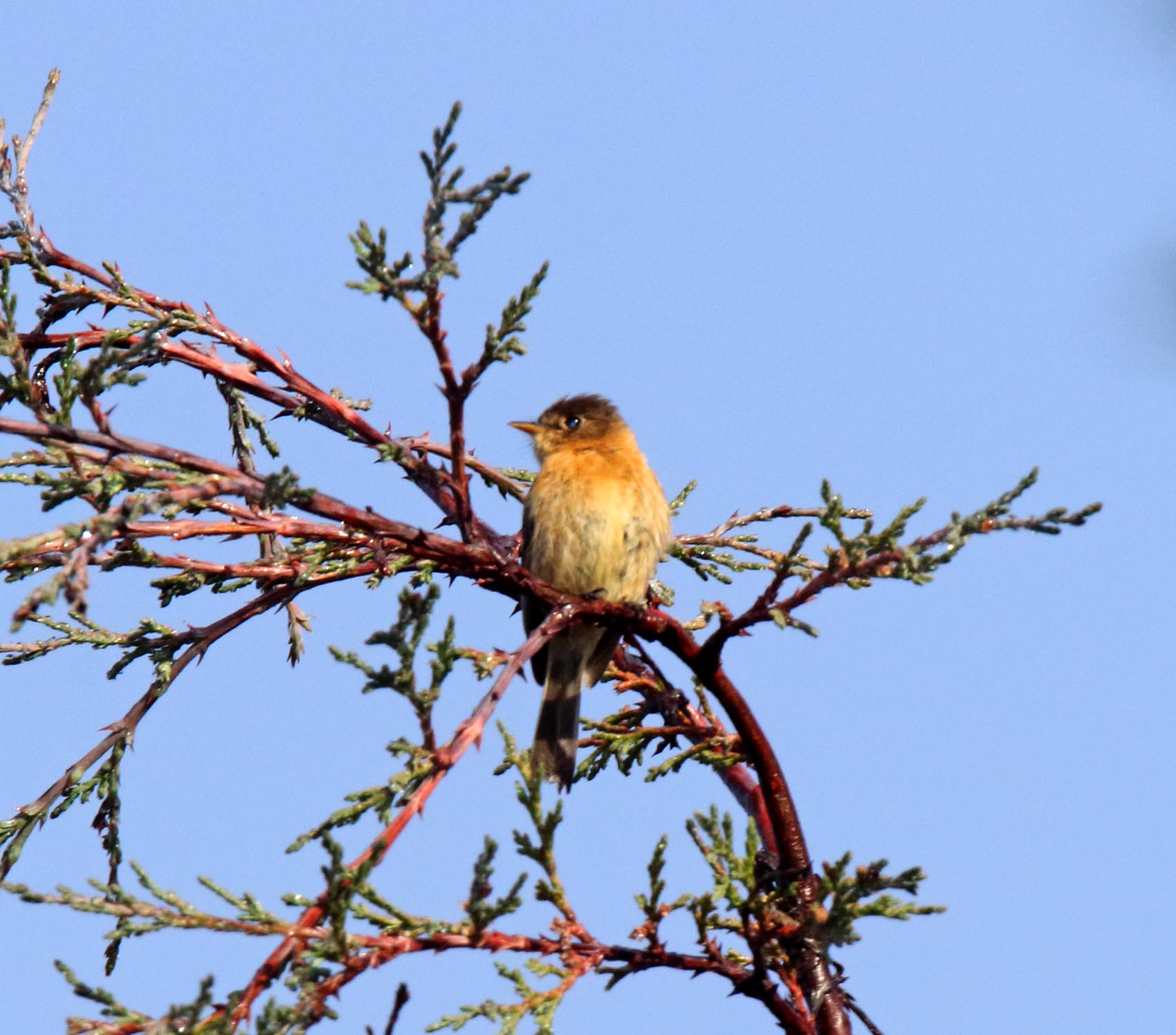 Buff-breasted Flycatcher_0436.jpg