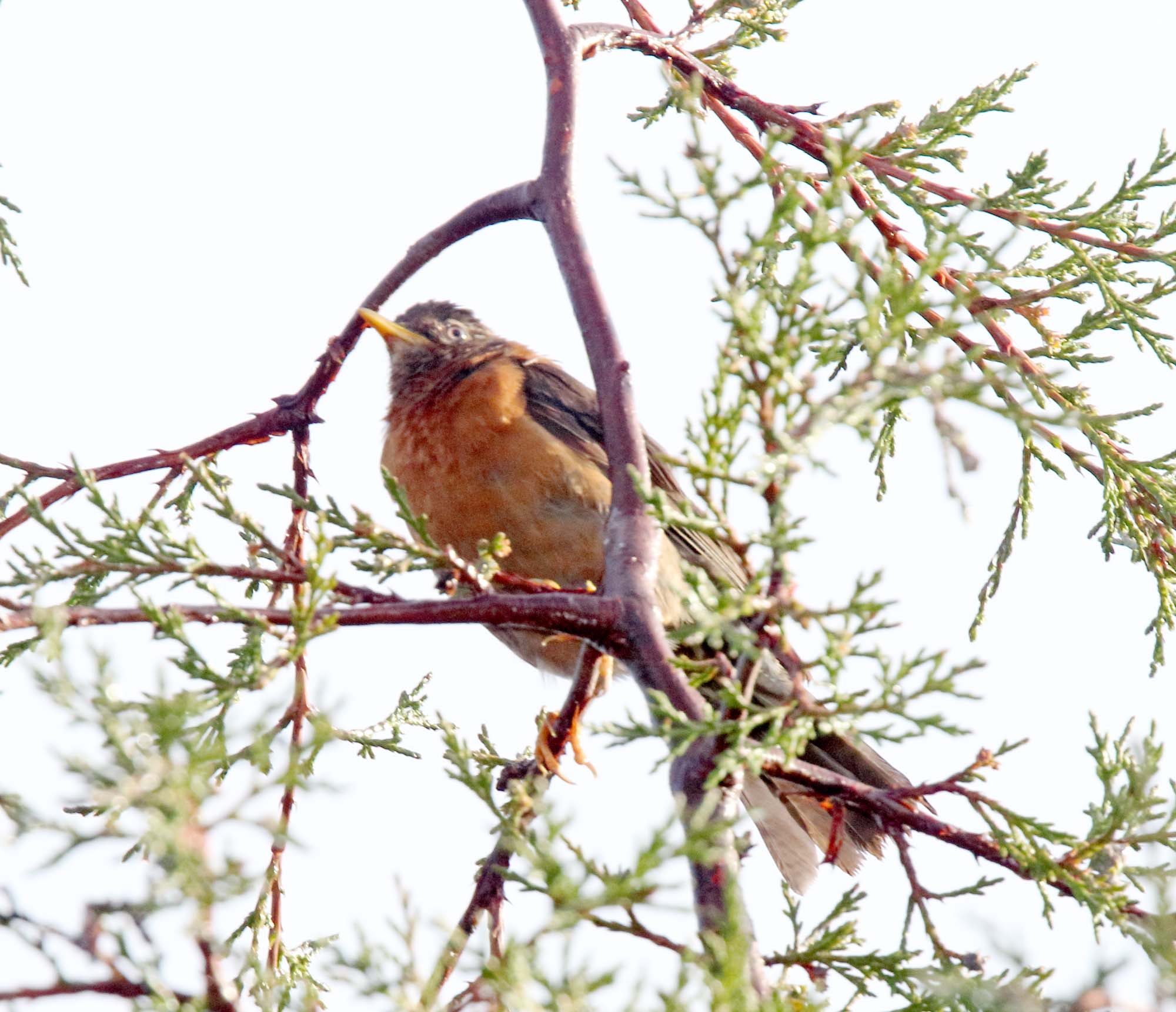 Rufous-collared Thrush - male_0414.jpg