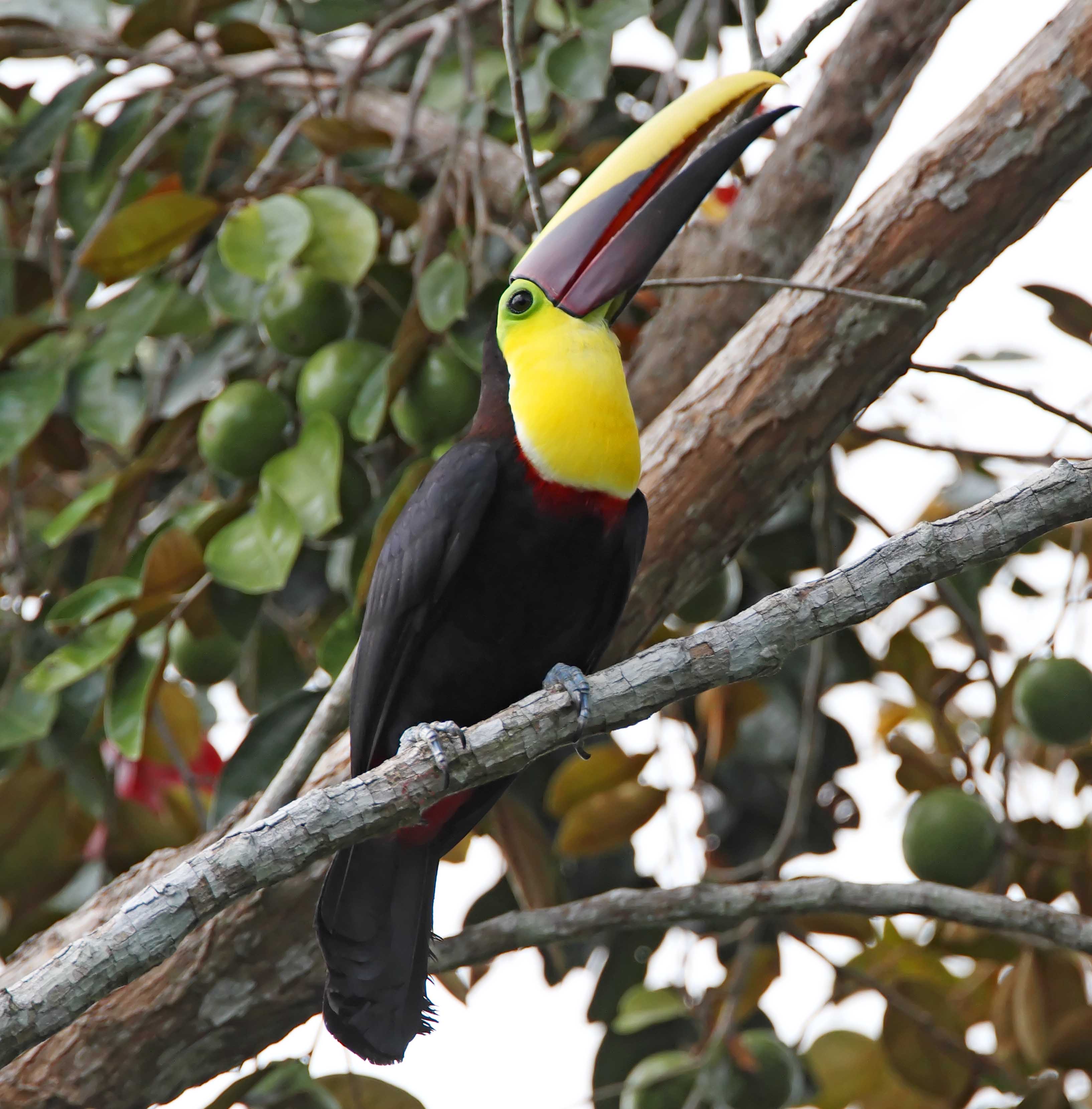 Yellow-throated  Toucan_8178.jpg