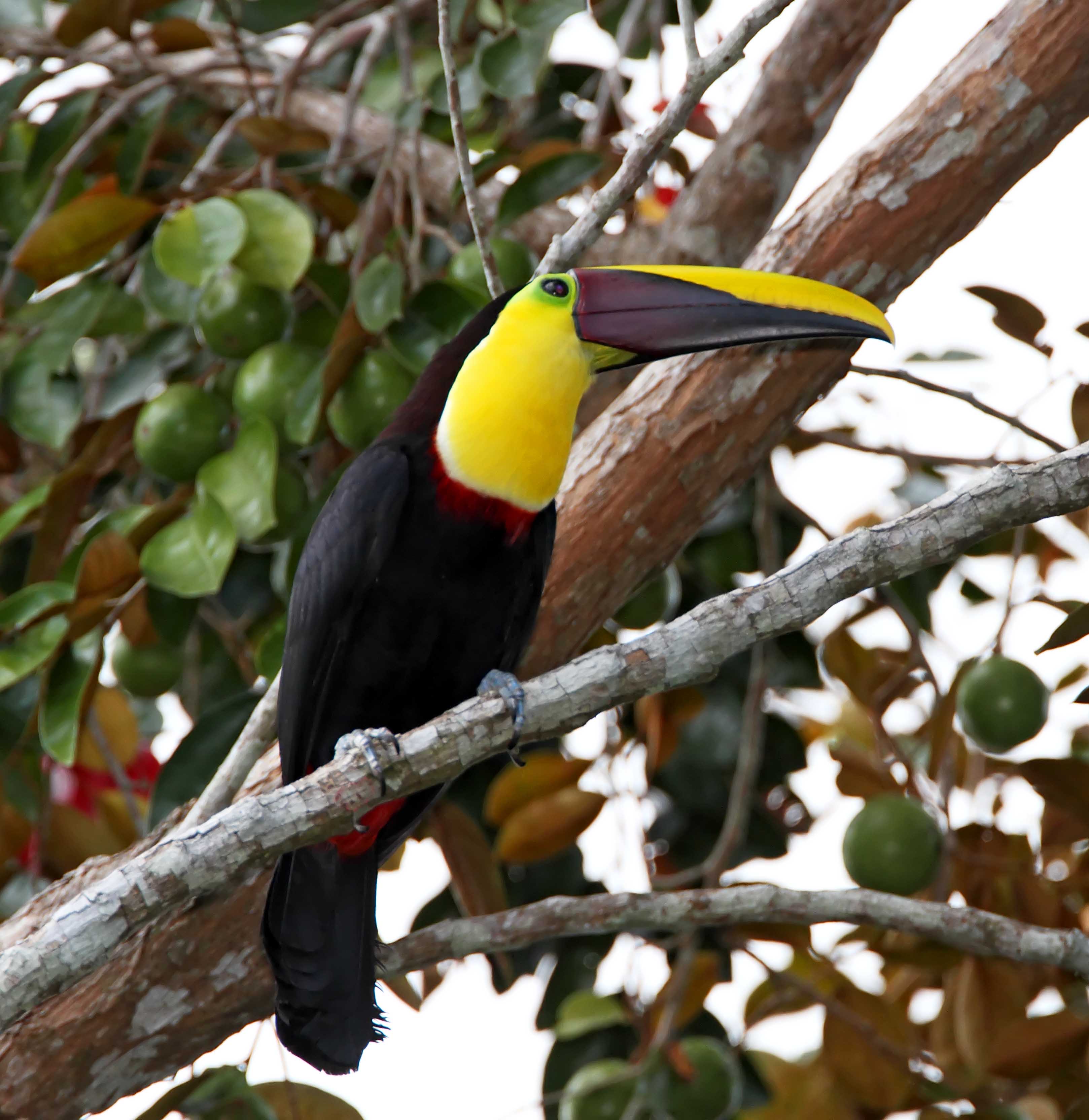 Yellow-throated Toucan_8176.jpg