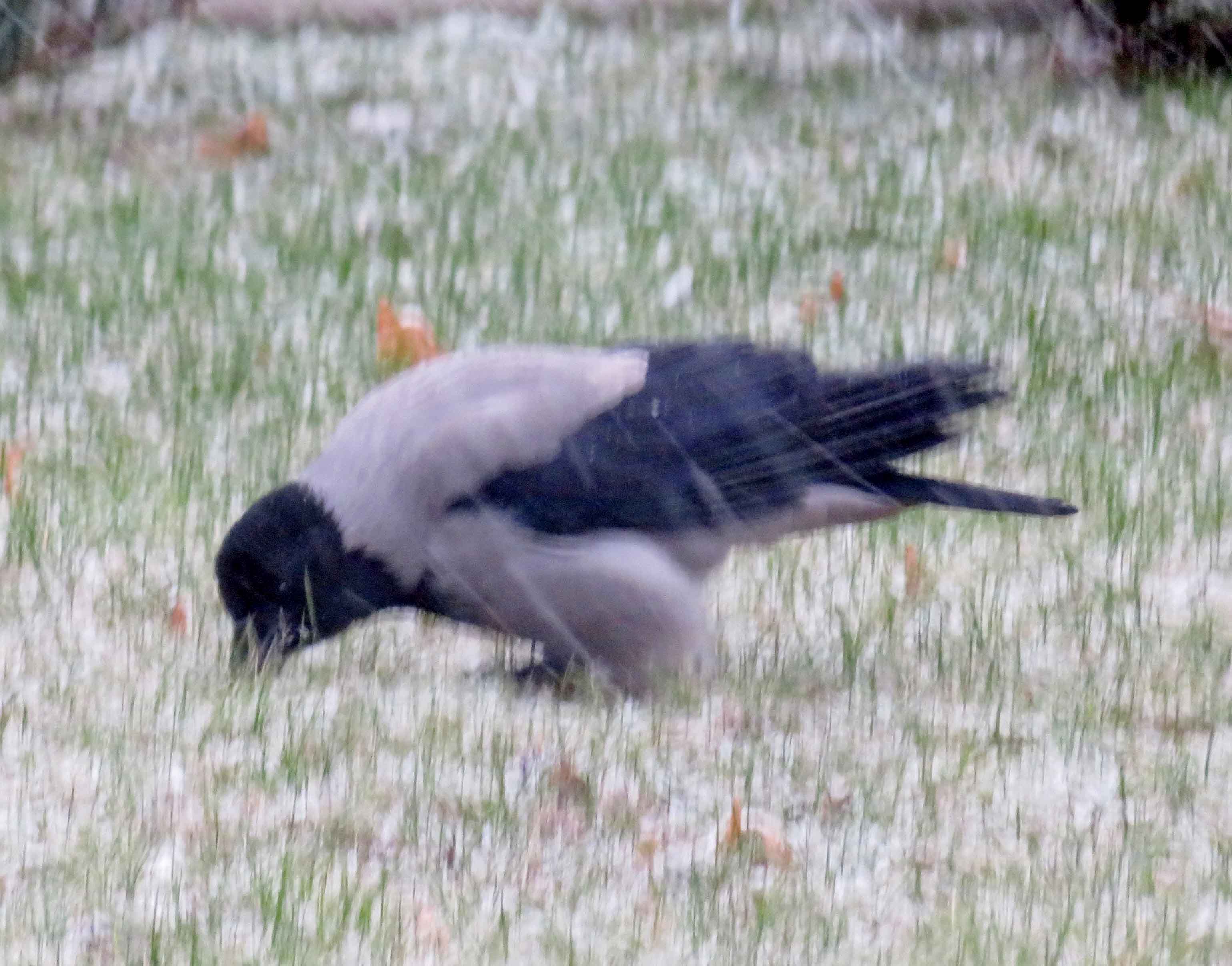 Hooded Crow_0030.jpg