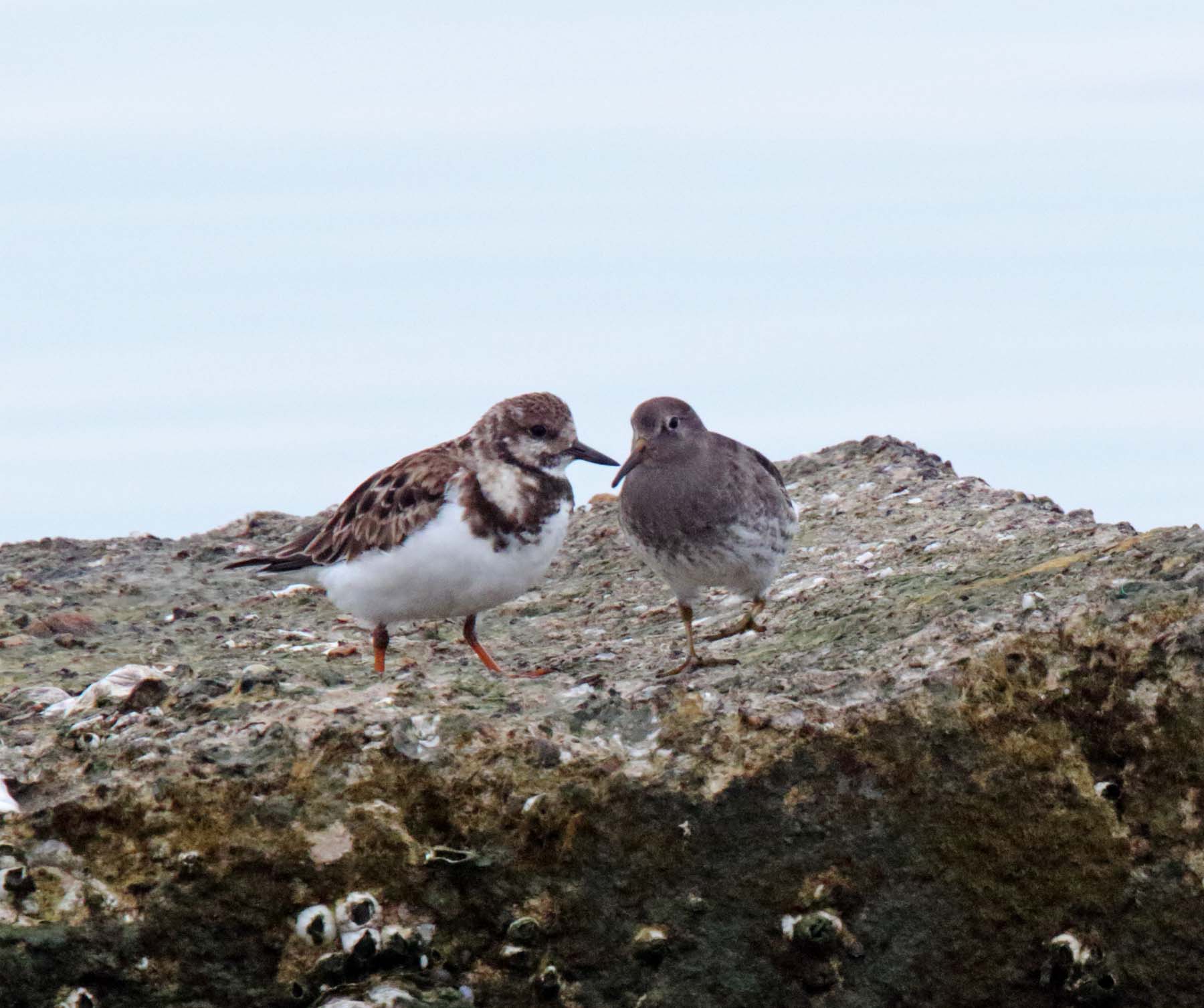 Purple Sandpiper_0312.jpg