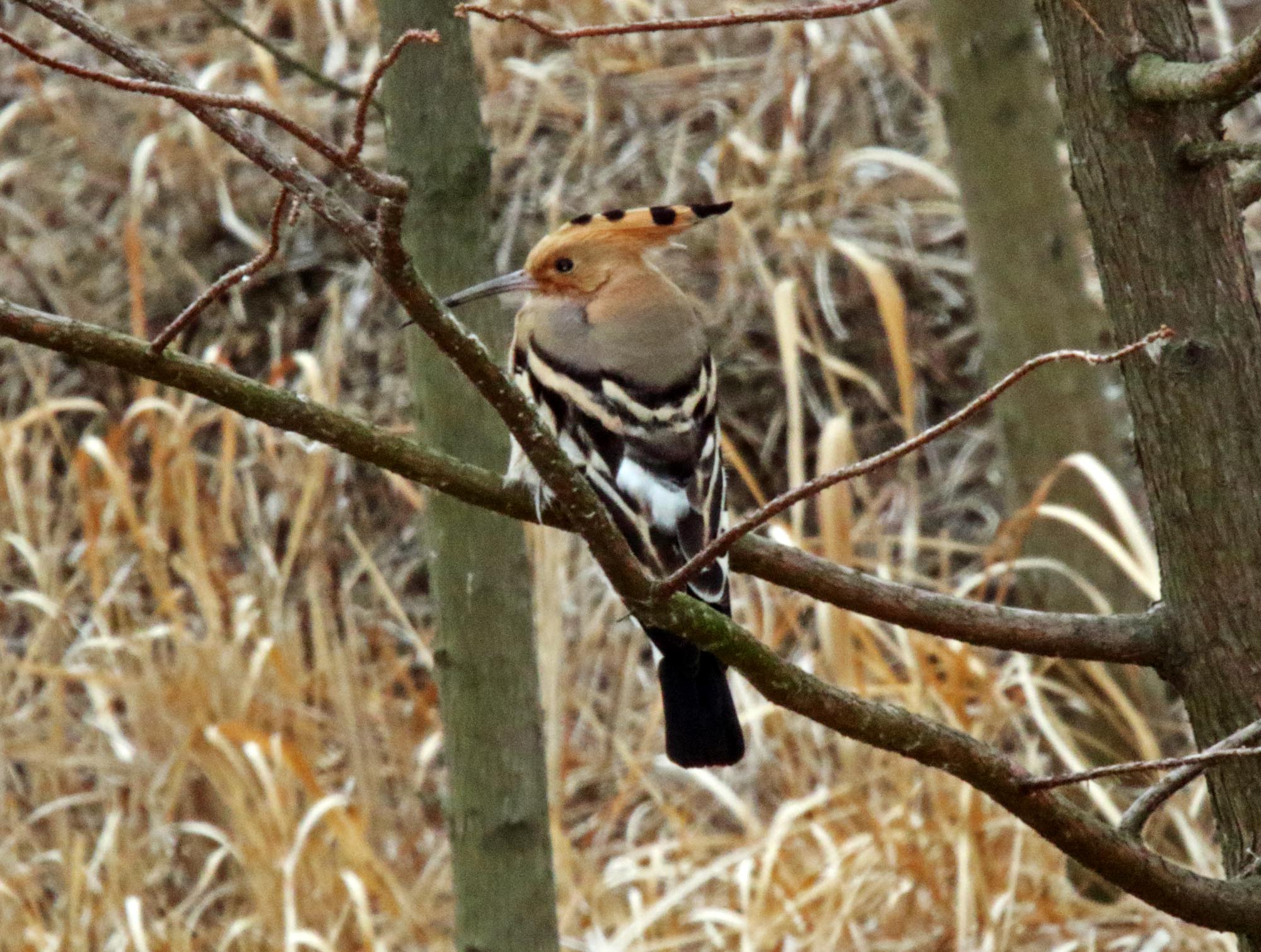 #51 Eurasian Hoopoe_1524.jpg