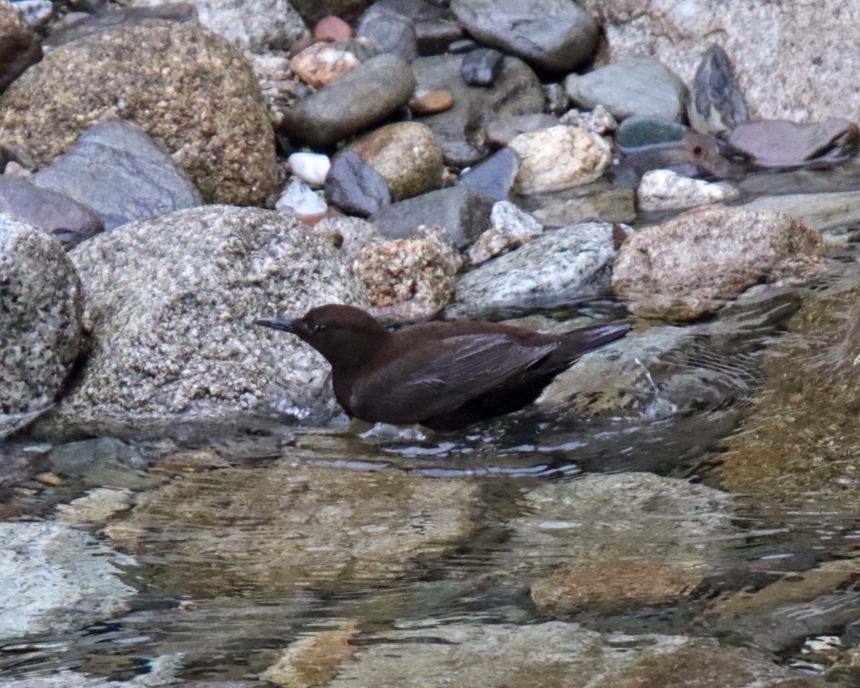 Brown Dipper_0437.jpg